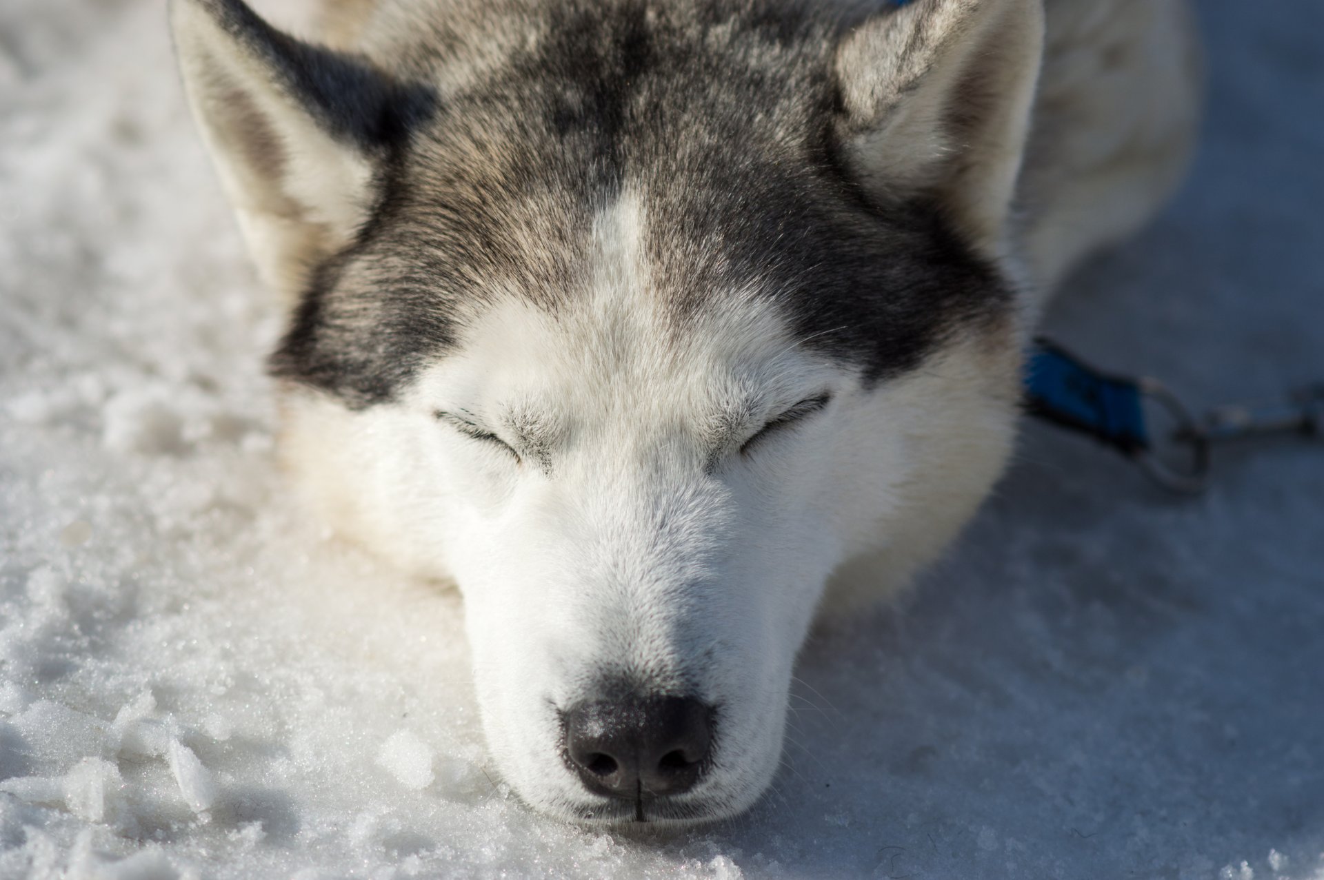 husky chiens printemps