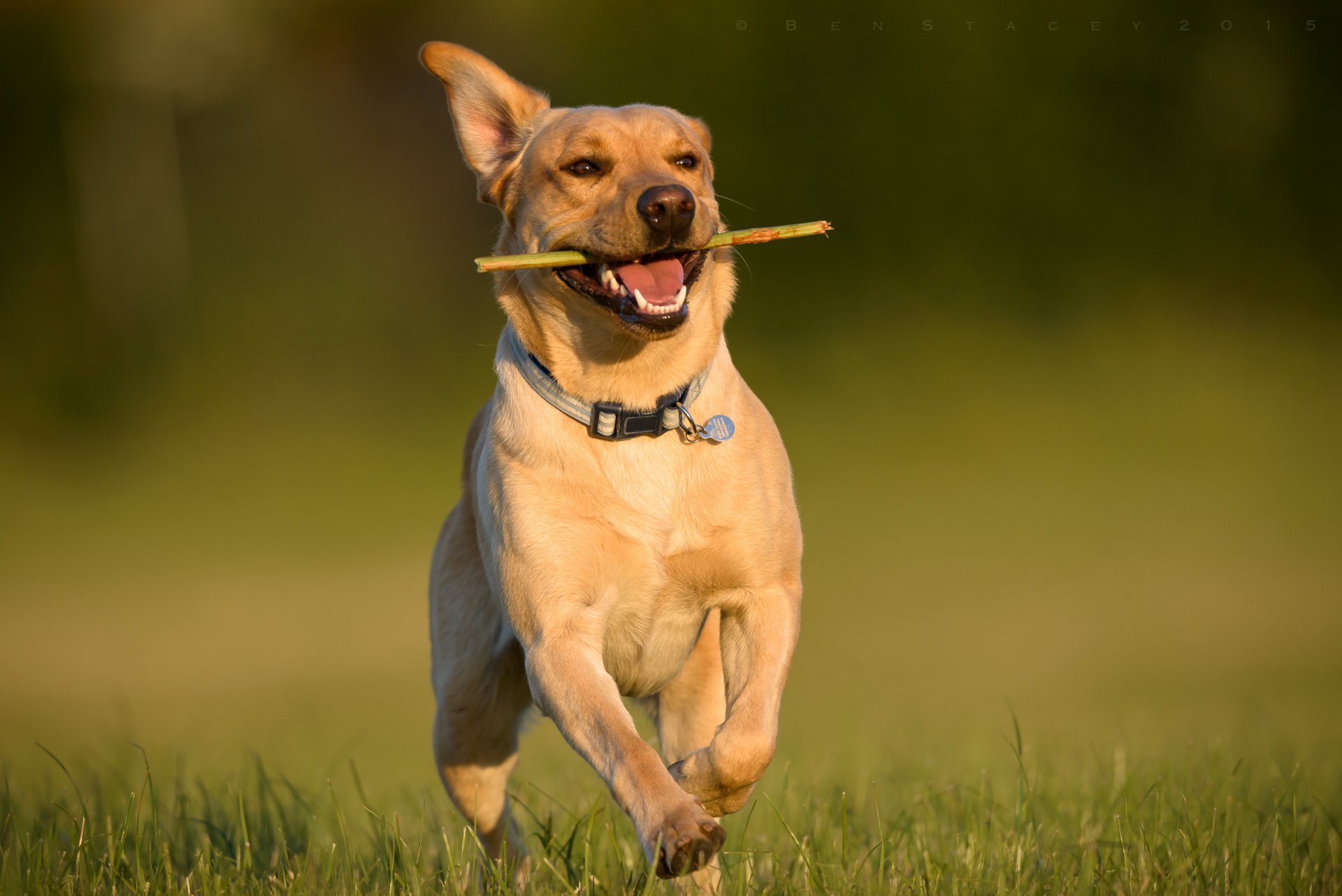 labrador retriever pies bieganie spacer radość nastrój