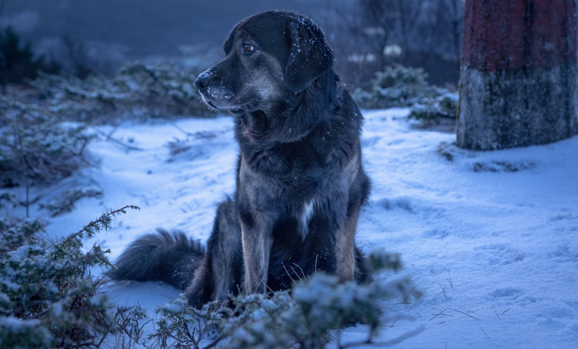 cane inverno neve