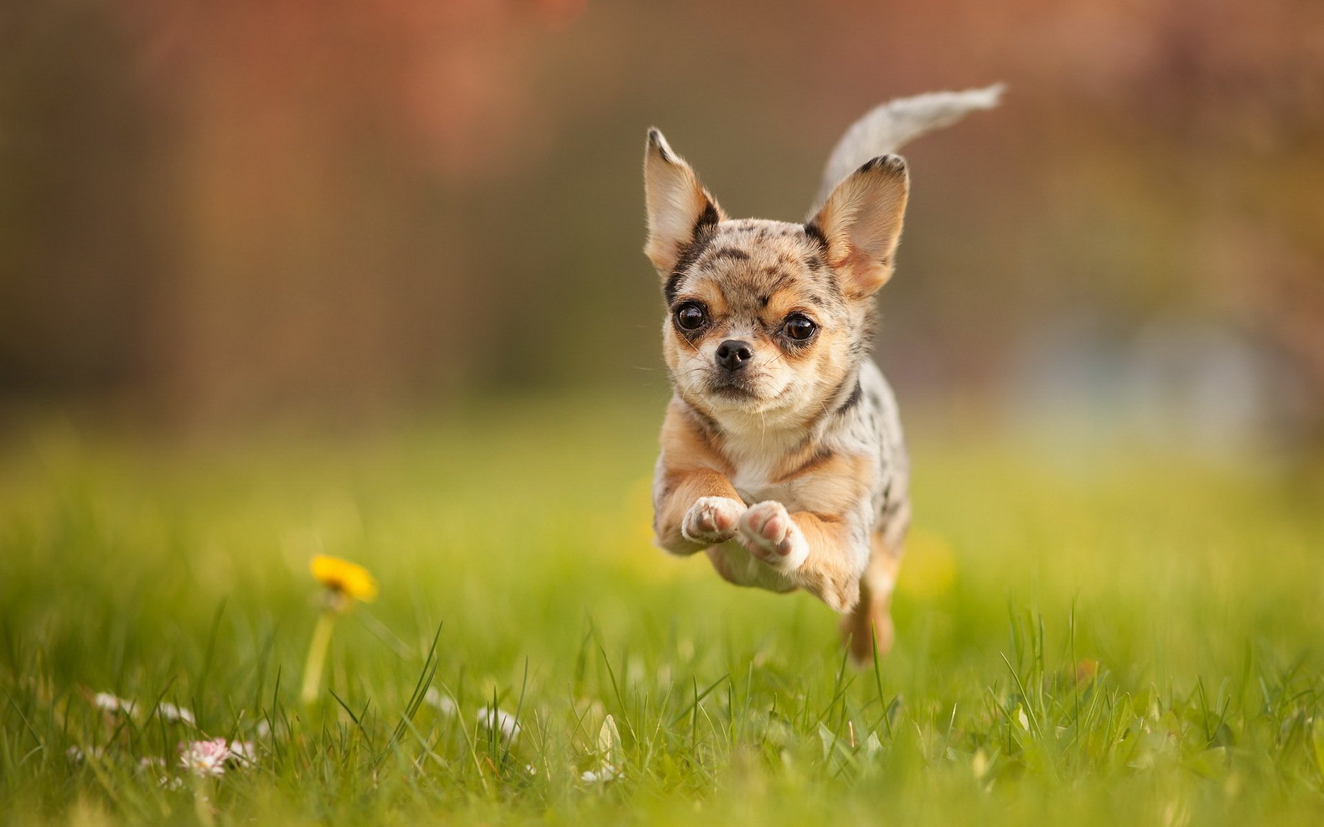 hund laufen sommer