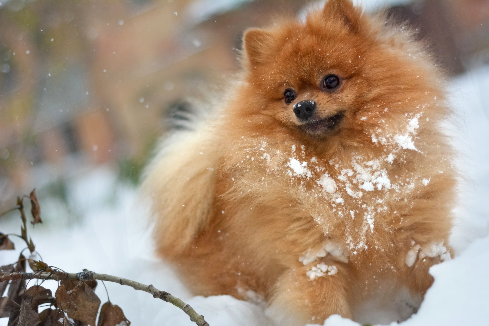 dog dog pomeranian in the snow snow red shaggy shaggy playing playing stick aport having fun dry branch dry foliage winter autumn white snowy leaves branch branch snowdrift in a snowdrift it s snowing orange german small pomeranian snow branc