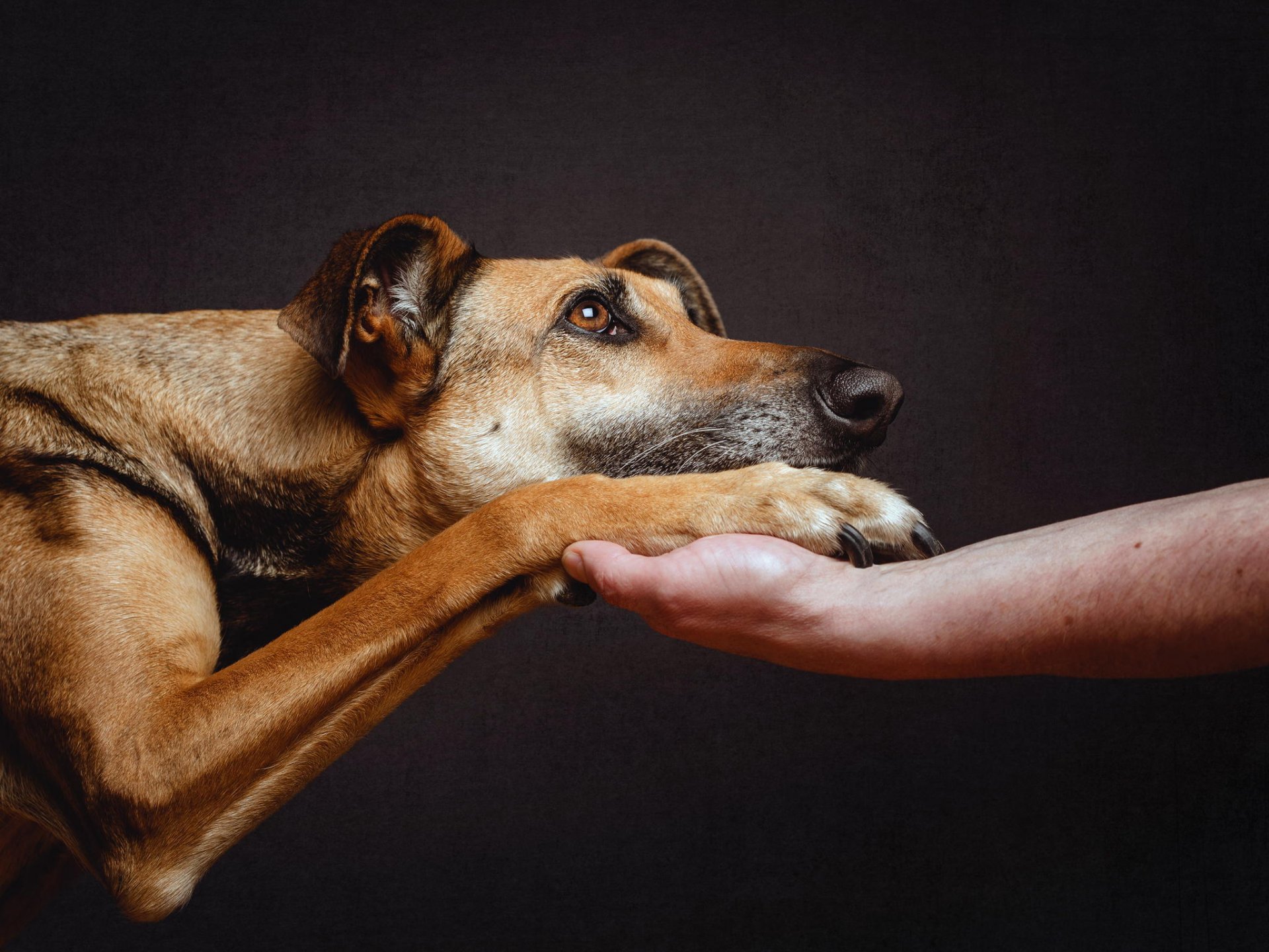 hund freund hingabe hand pfote blick