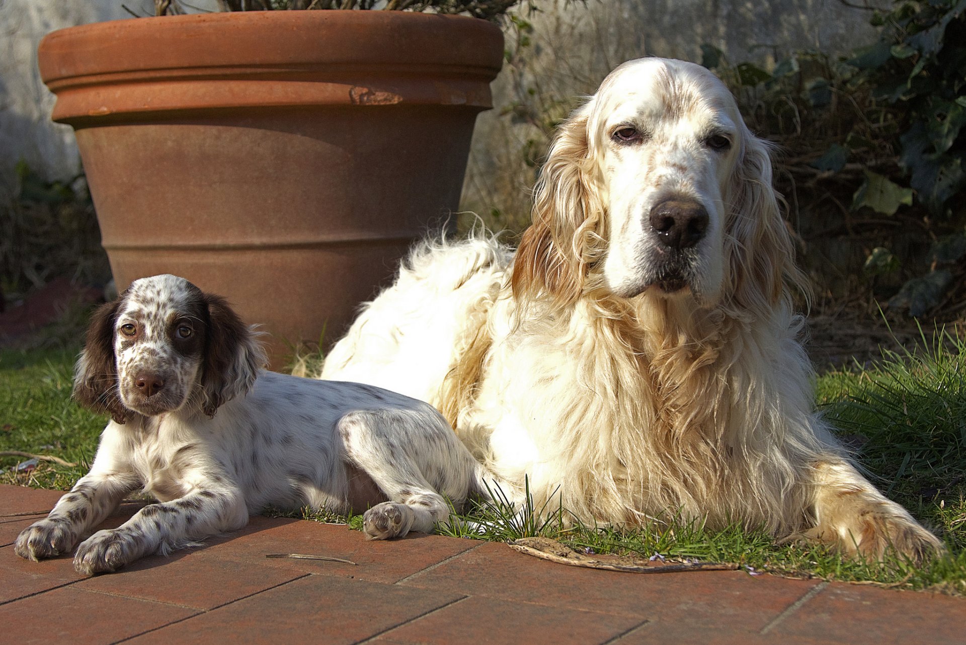 cani cucciolo sguardo