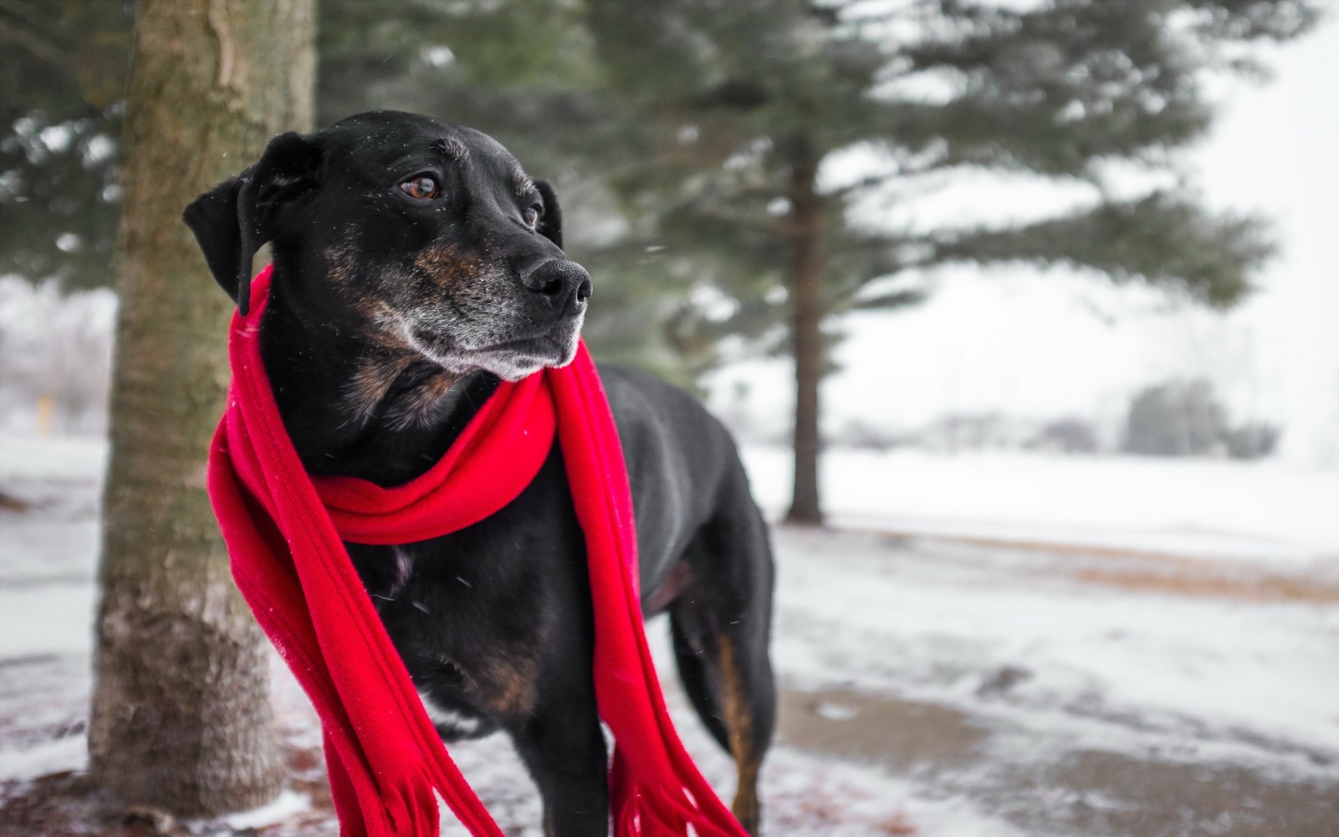 dog view other scarf