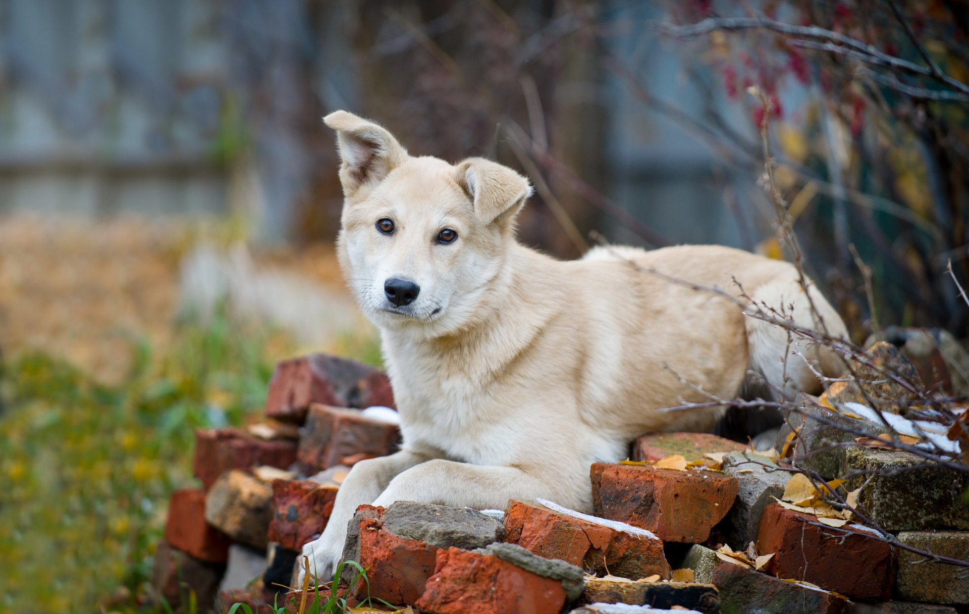 chien regard ami