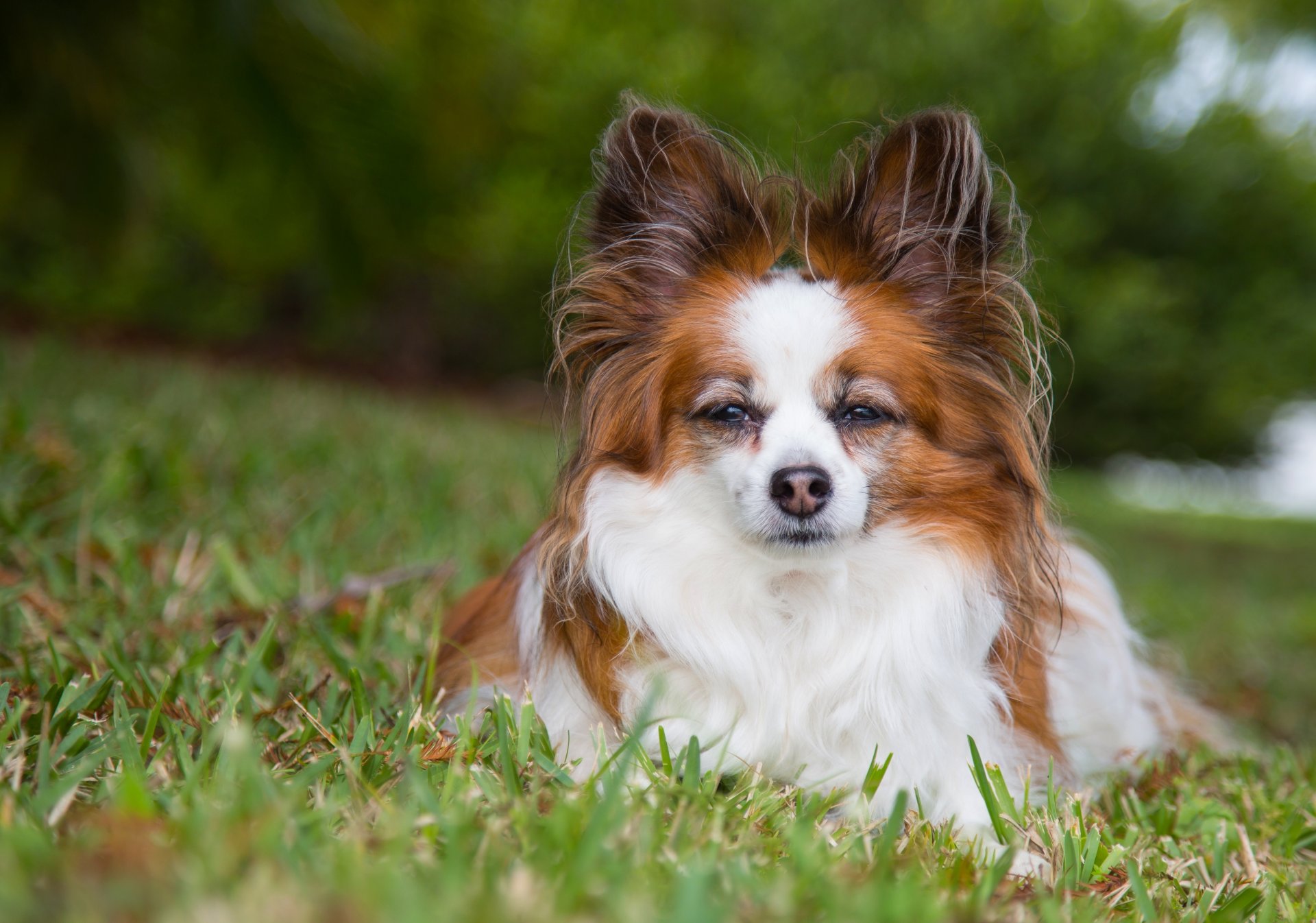 continental toy-spaniel papillon chien regard