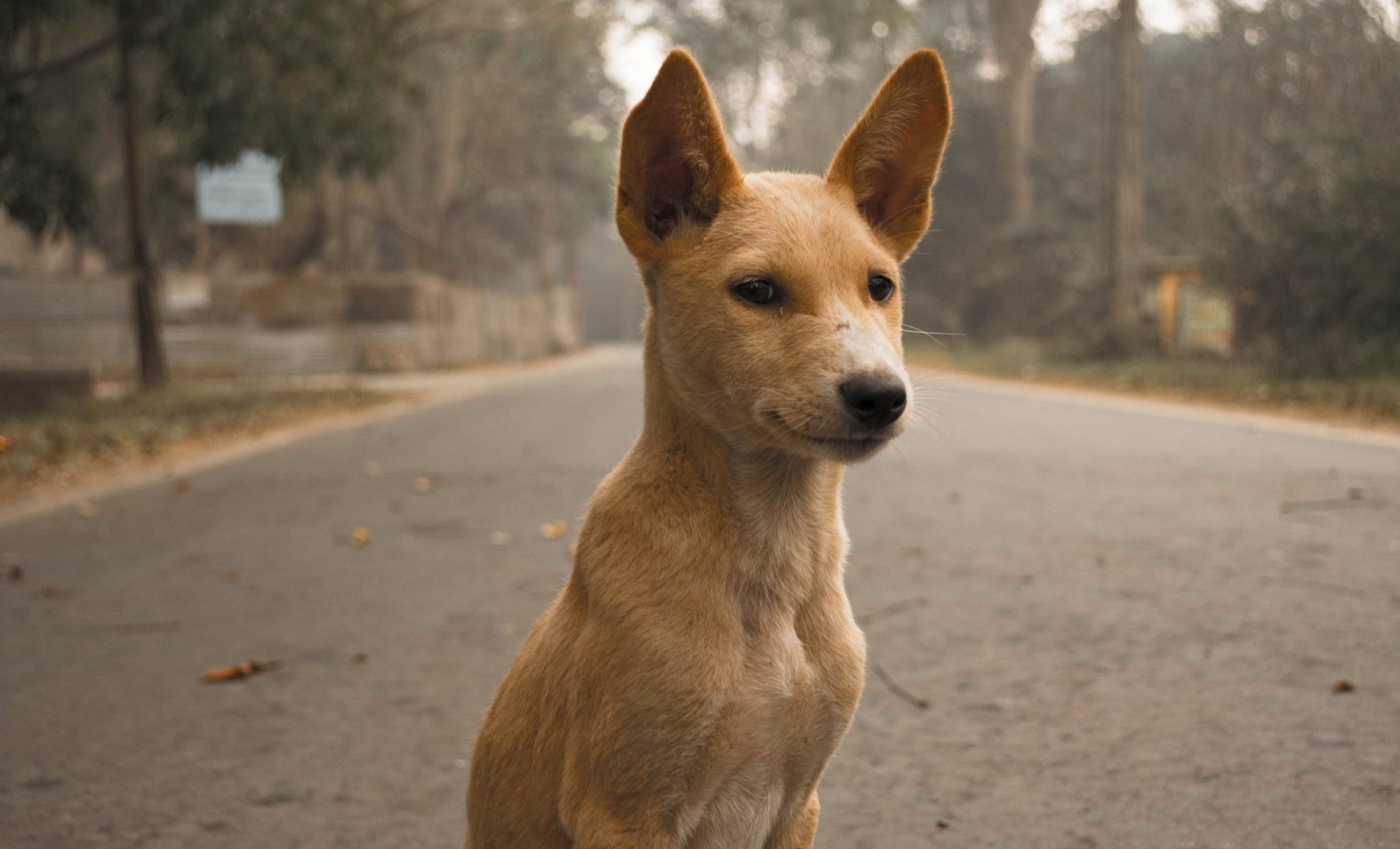 chien laine oreilles vue route