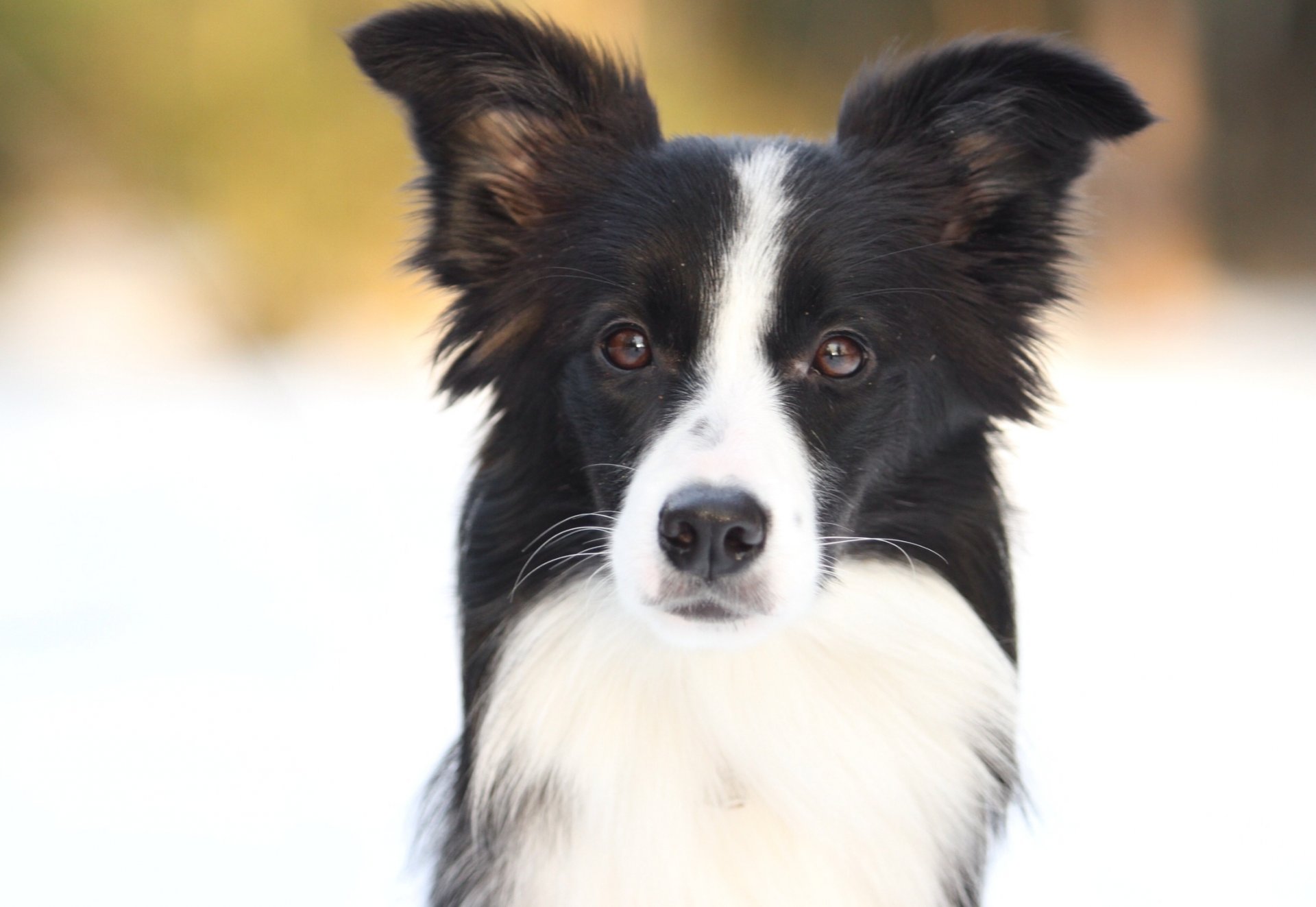 perros border collie invierno sol collie