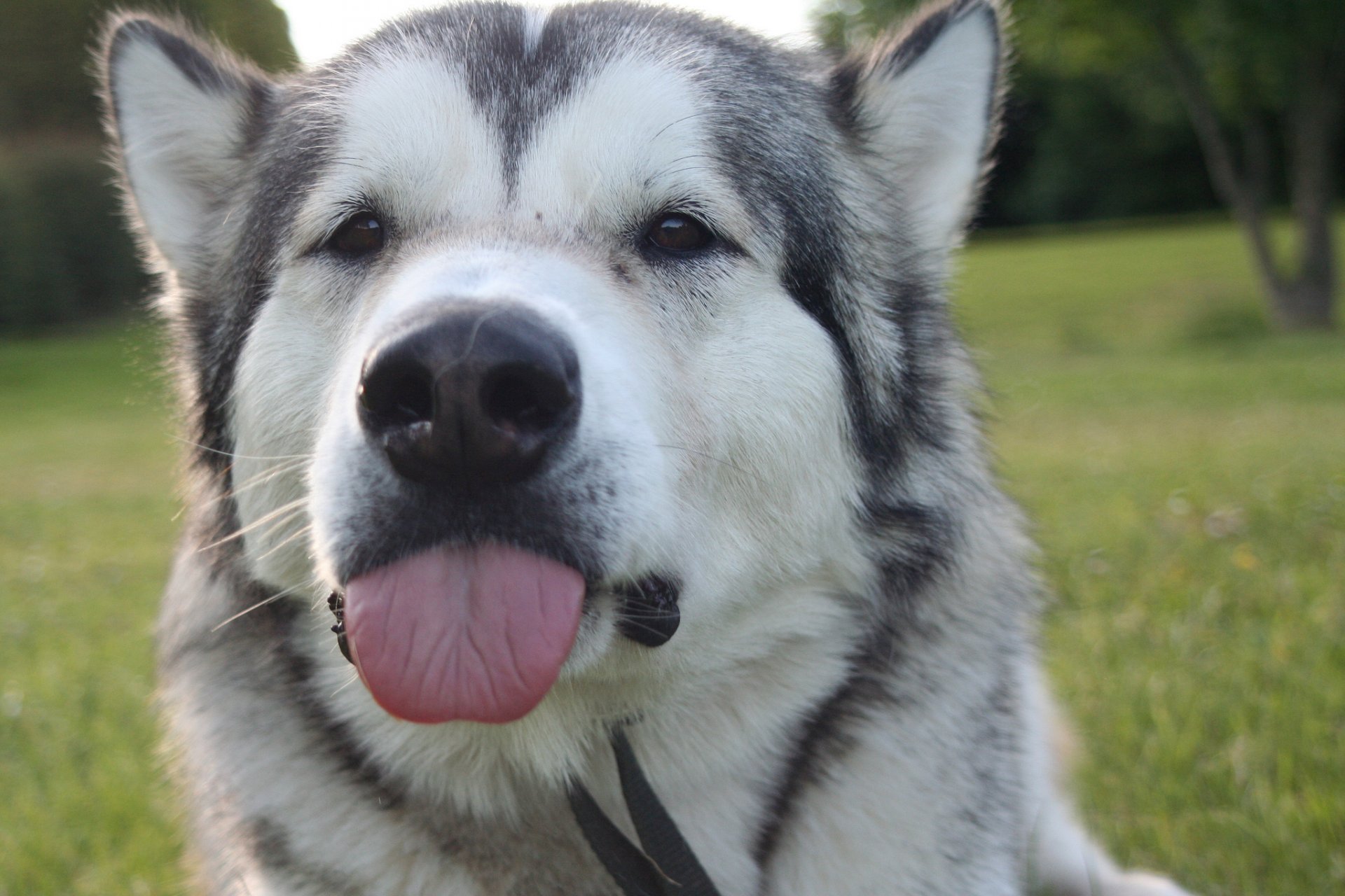 amigo perro lengua