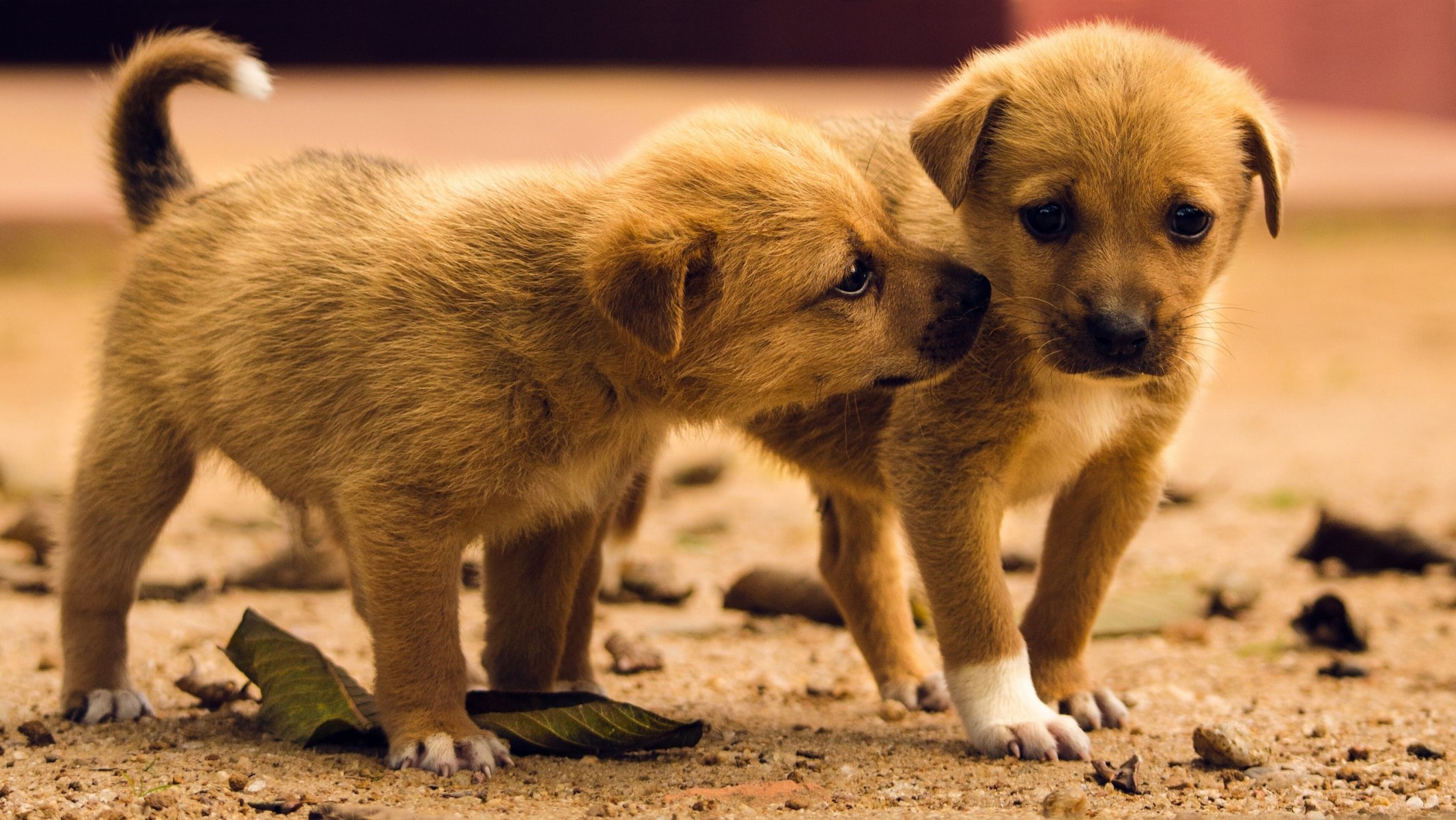 chiens chiots tout-petits jumeaux