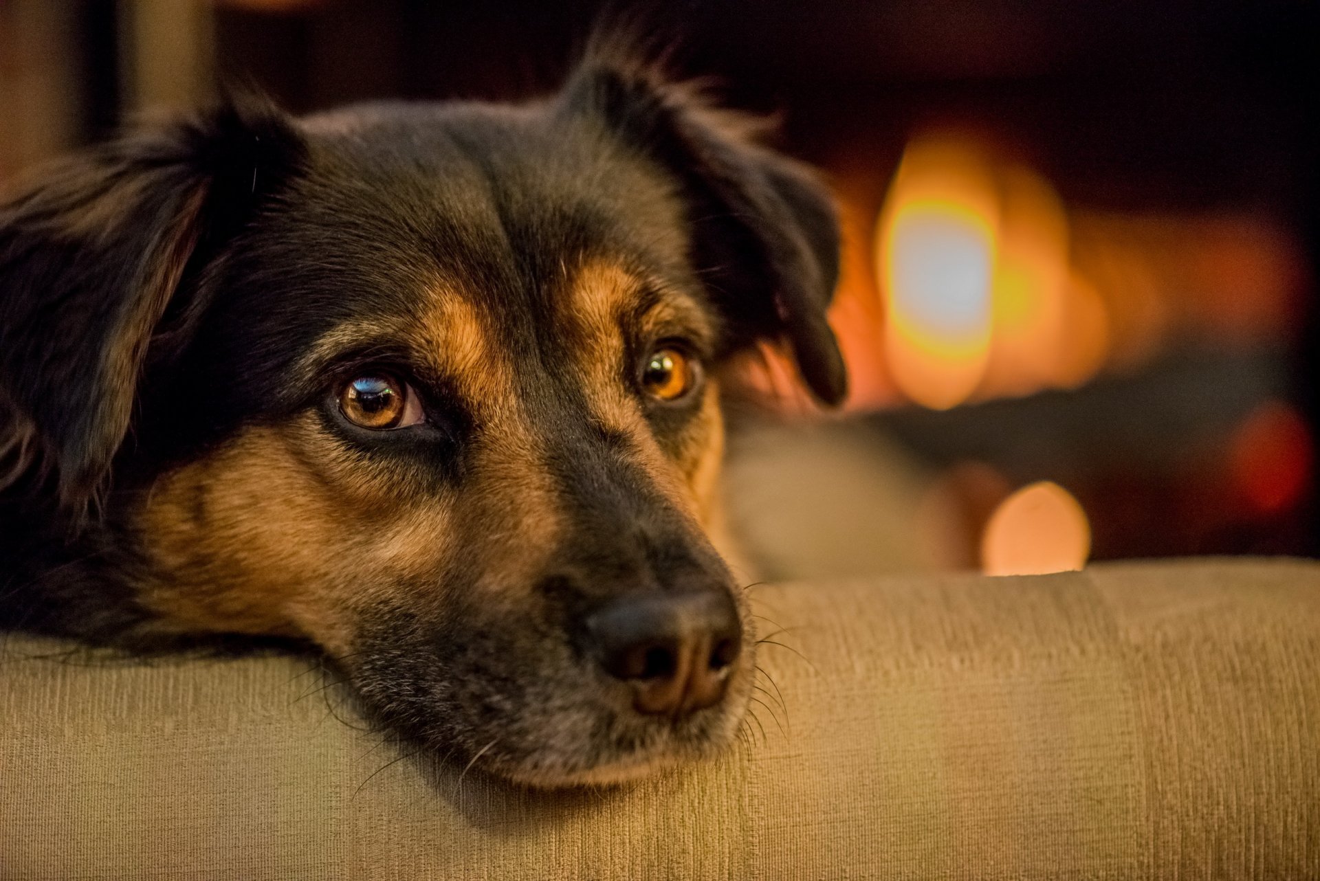 chien regard ami