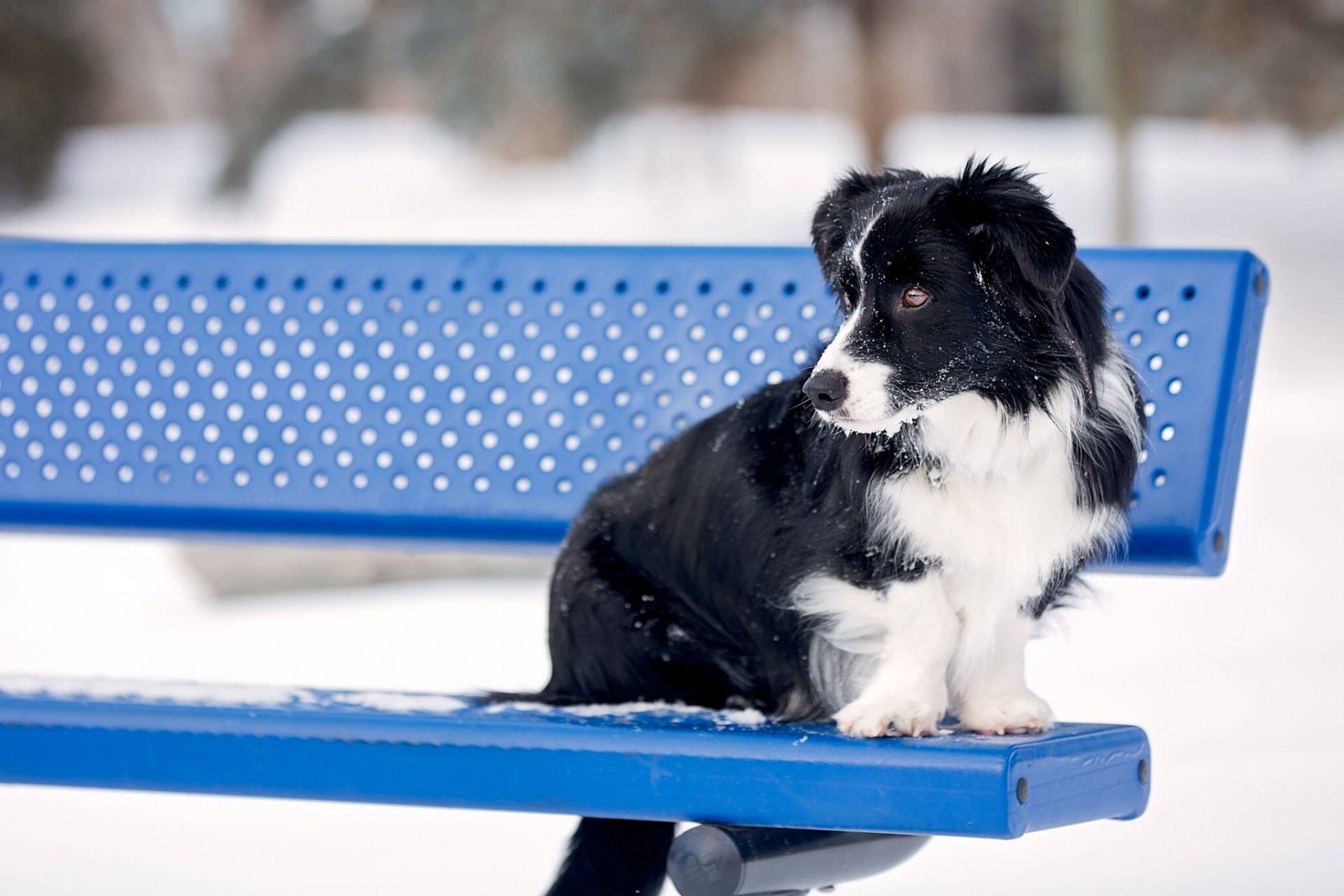 border collie dog bench