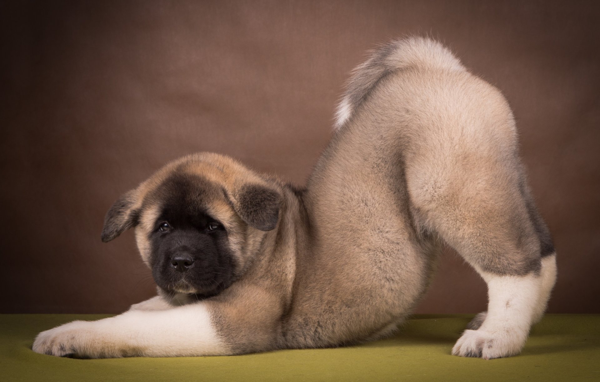 akita américaine chiot pose