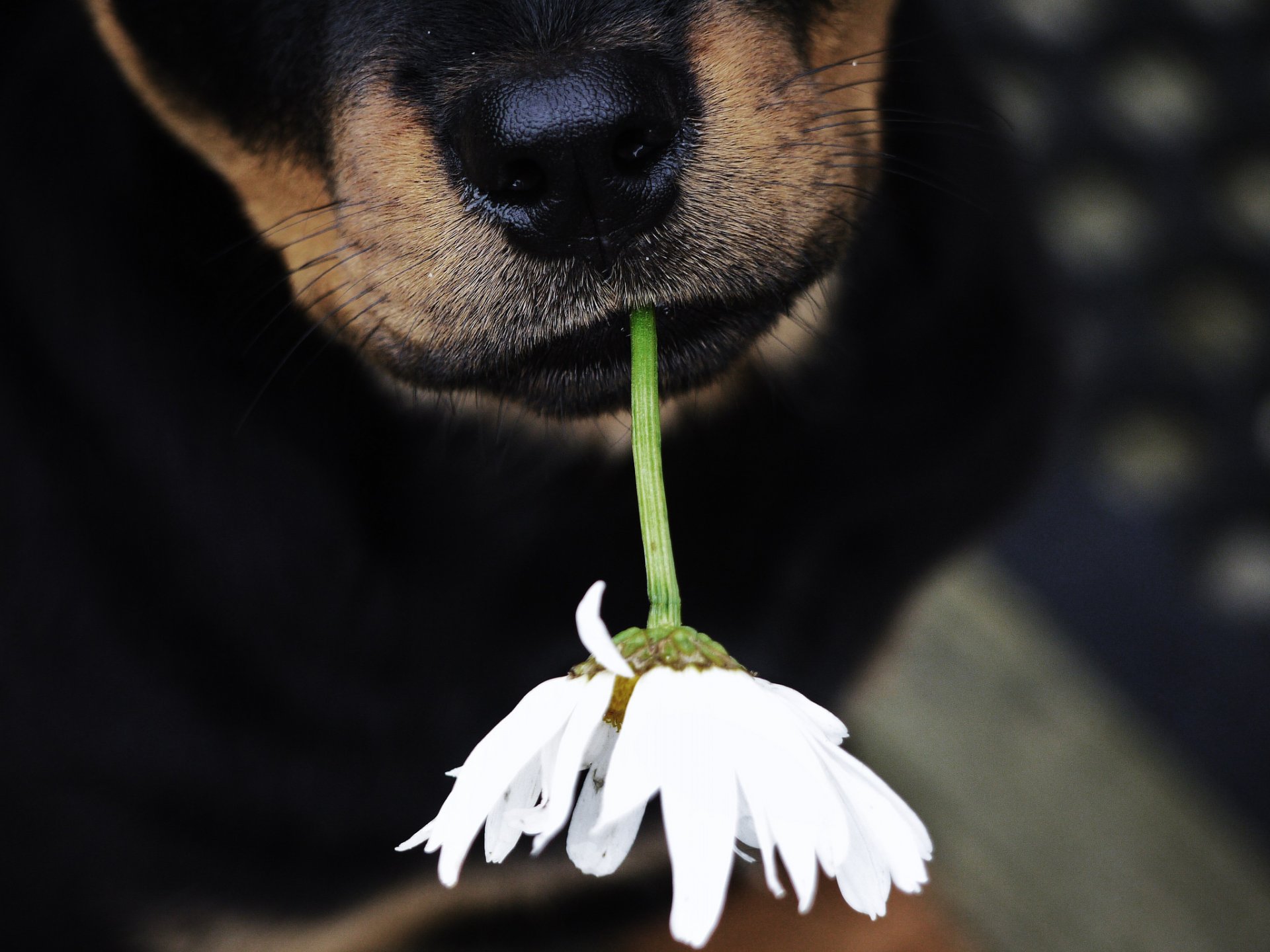 perro nariz flor