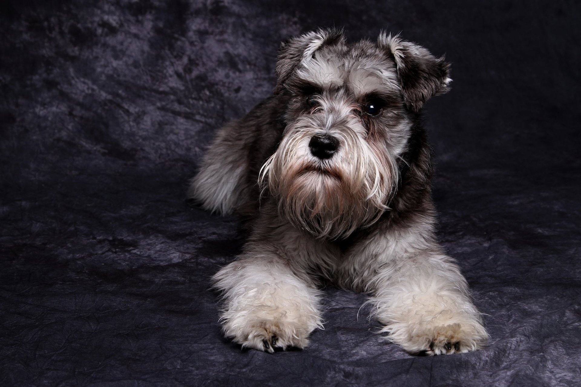 schnauzer perro mirada