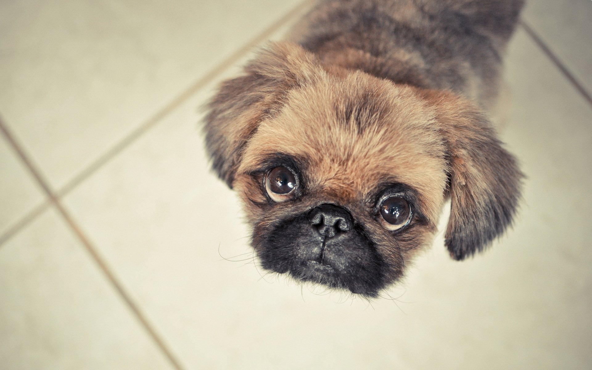 perro mirada amigo