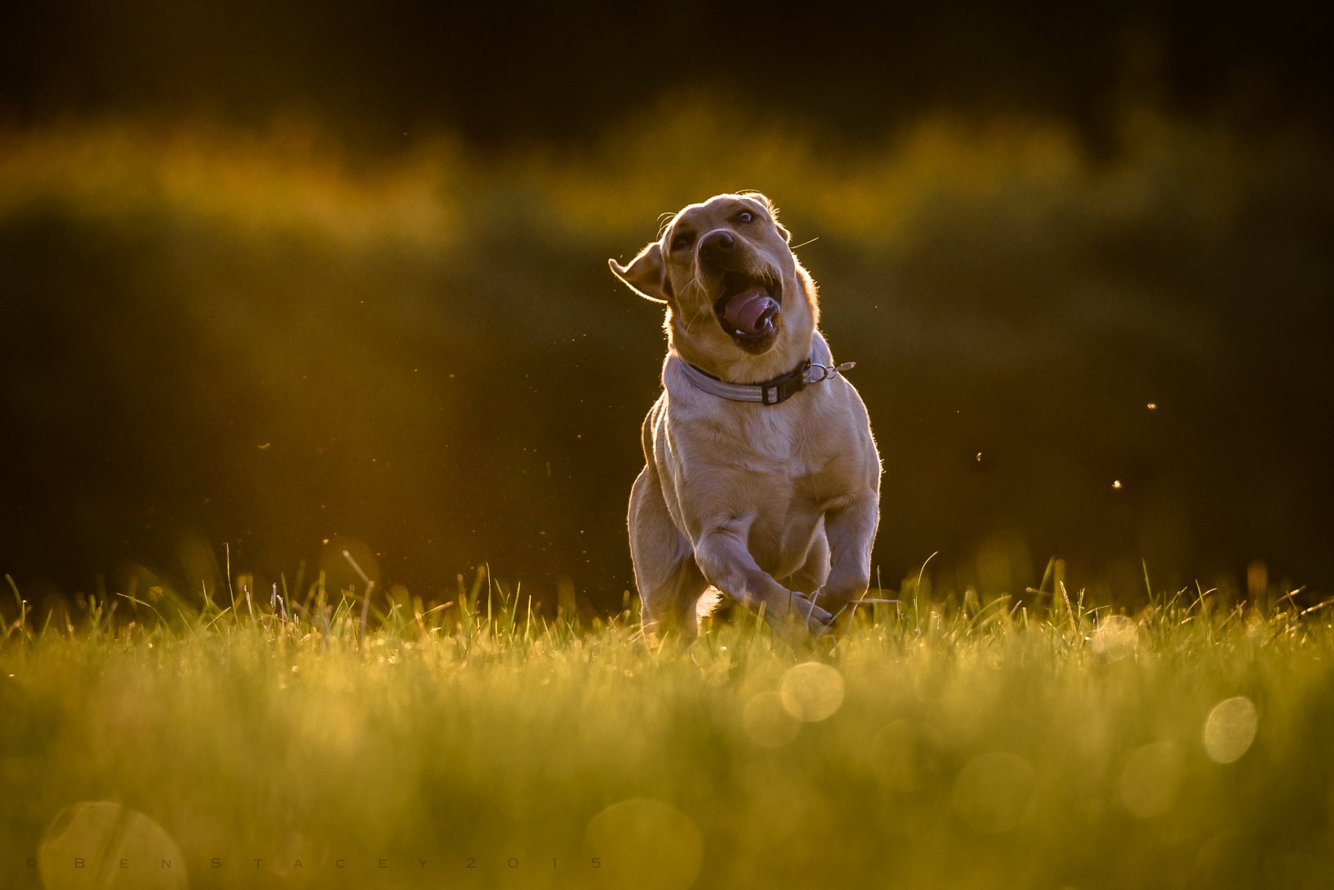 labrador retriever chien courir marcher étendre