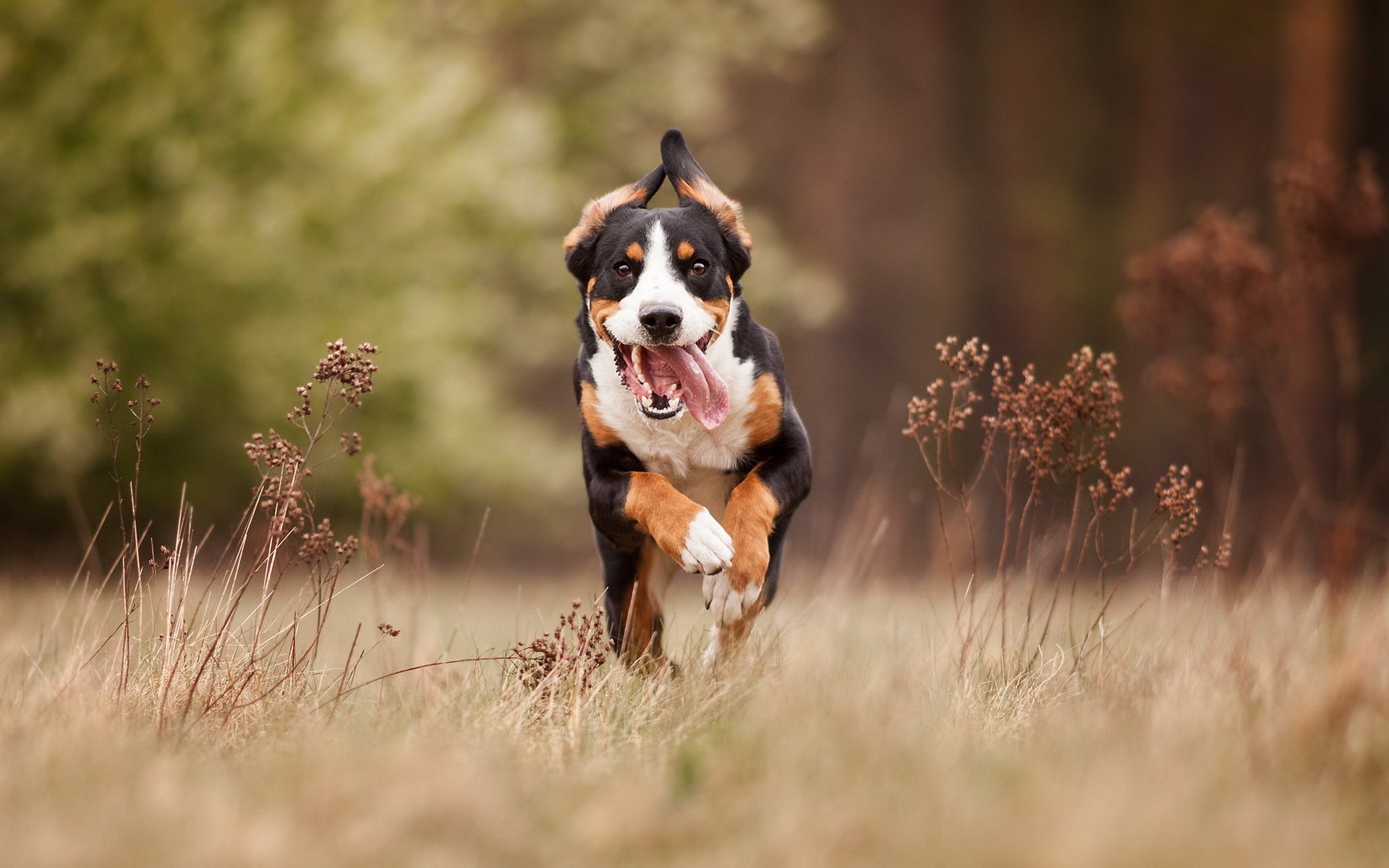 hund freund laufen