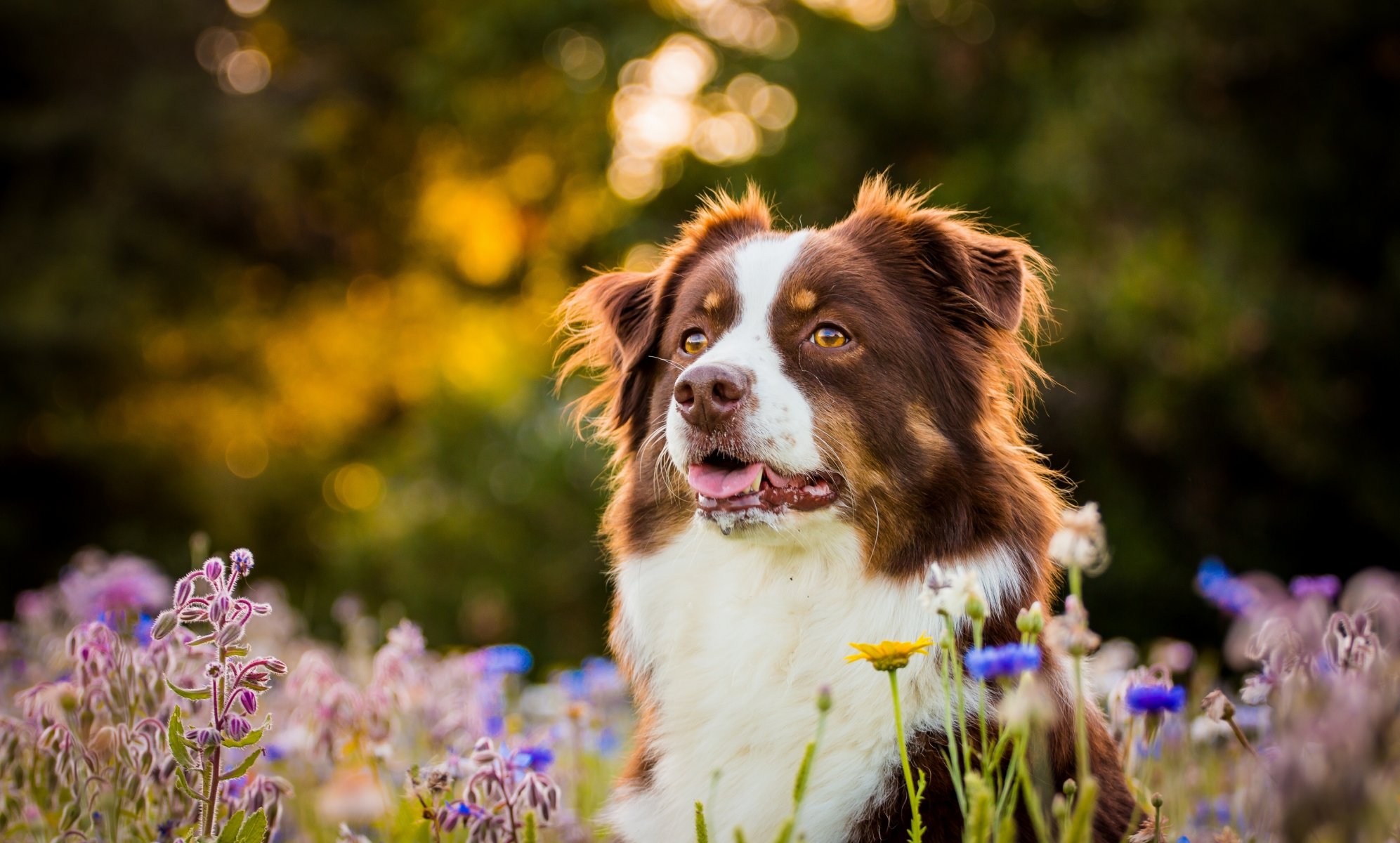 australischer schäferhund hund schnauze blumen