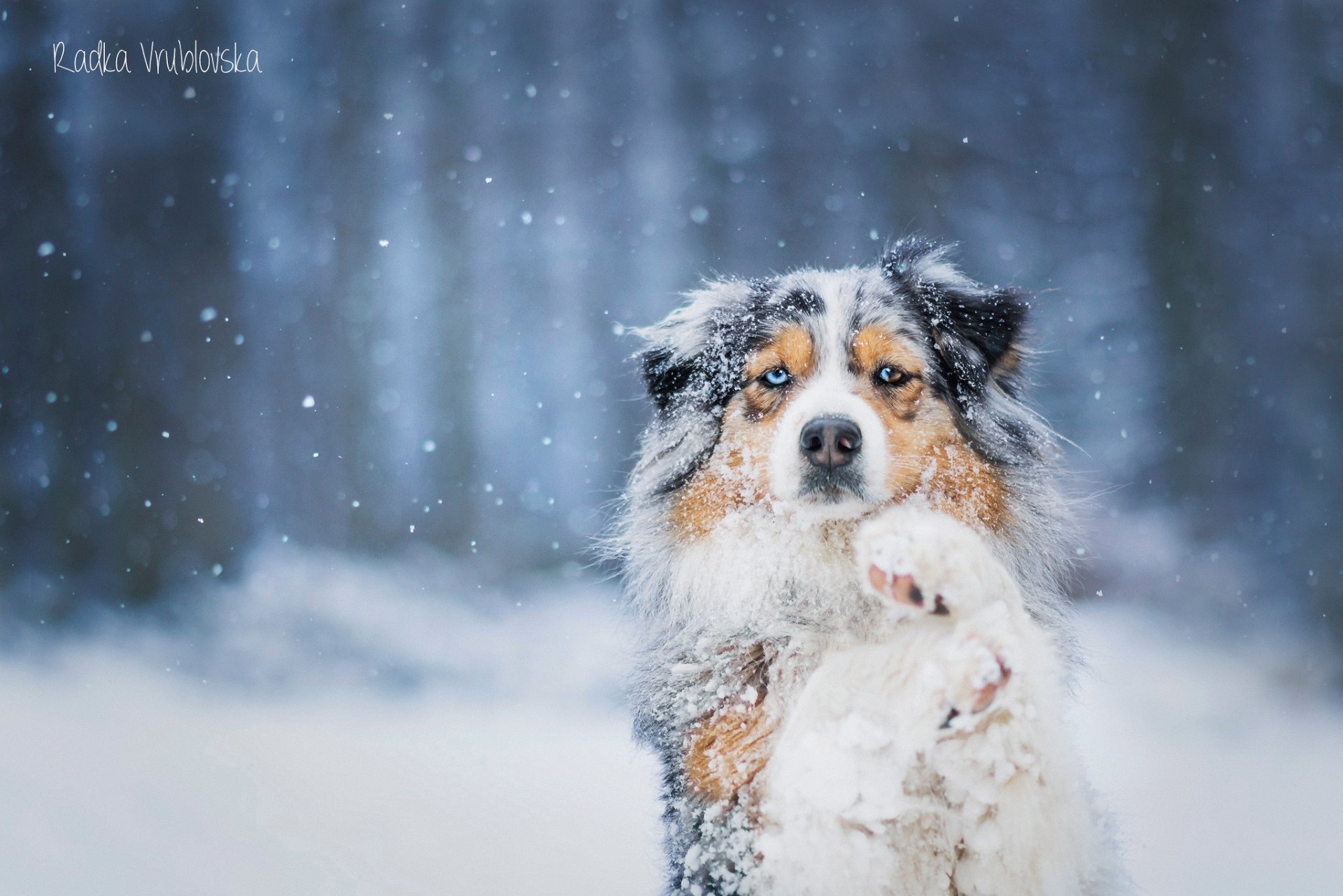 hund australischer schäferhund schnee