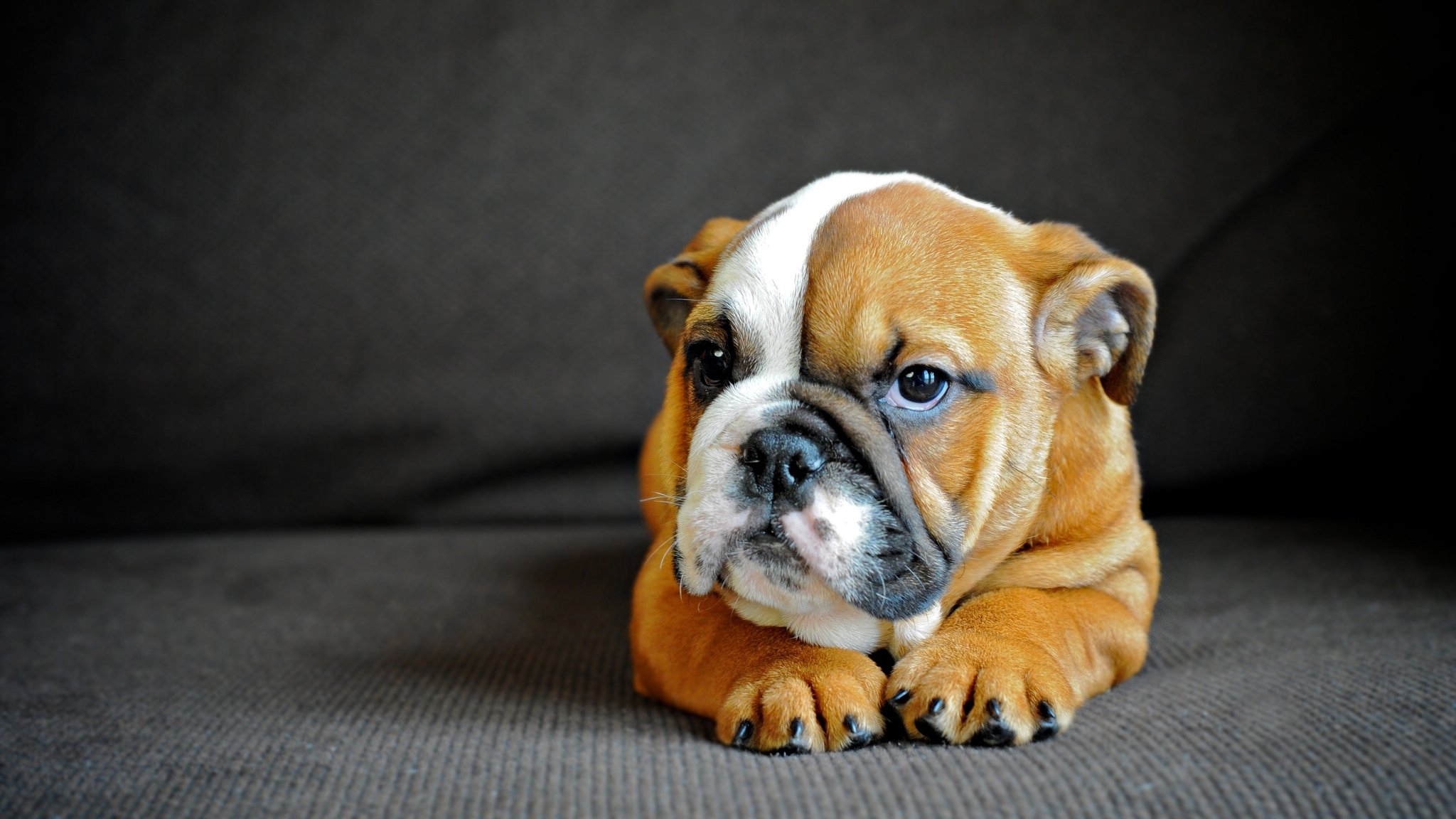 englische bulldogge hund welpe