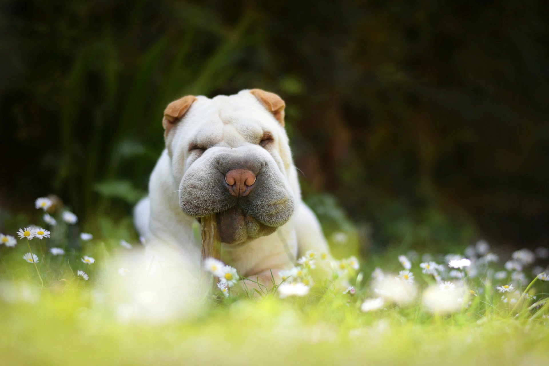 sharpei hund welpe gänseblümchen gras natur