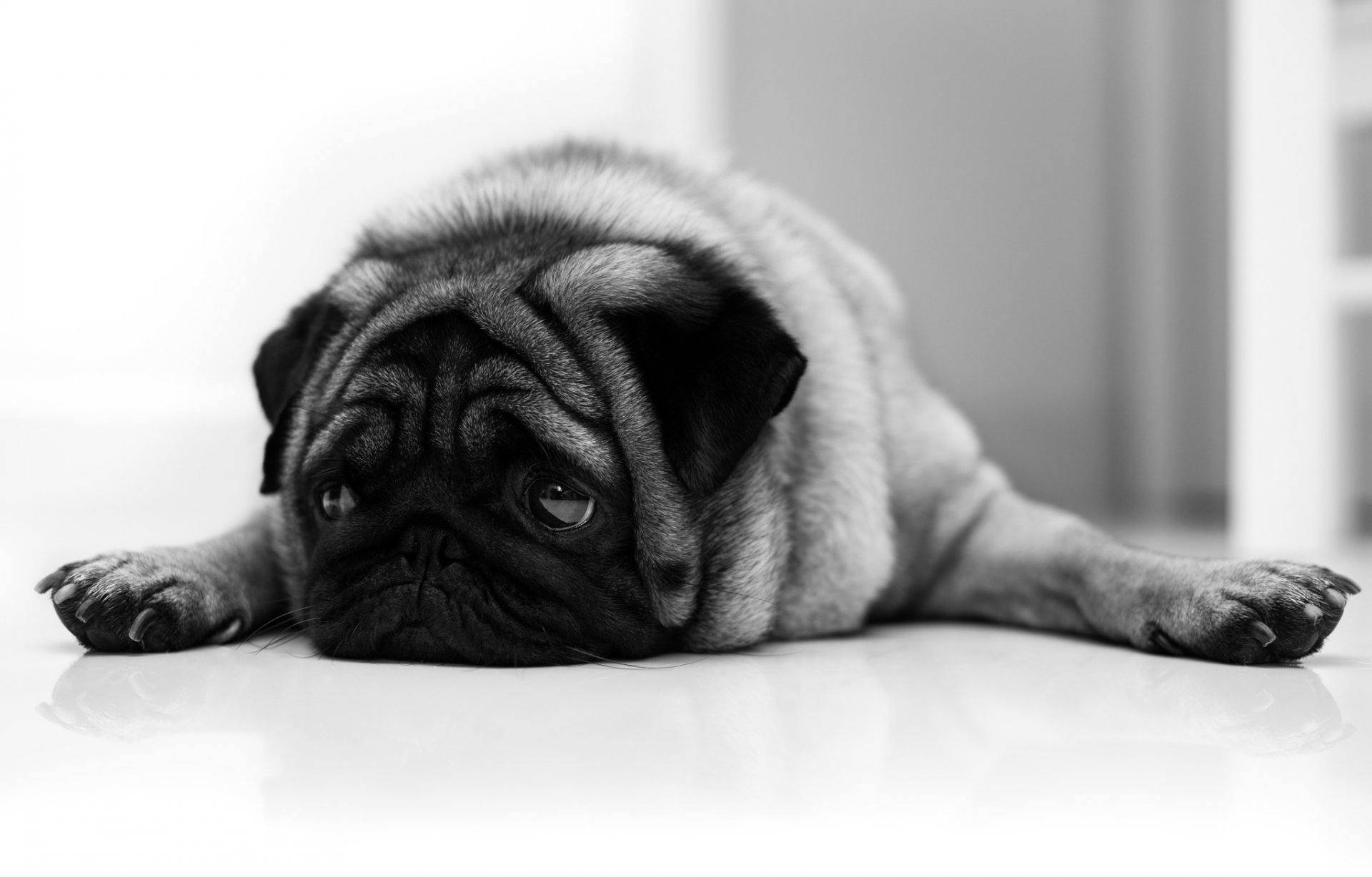 pug cane amico triste