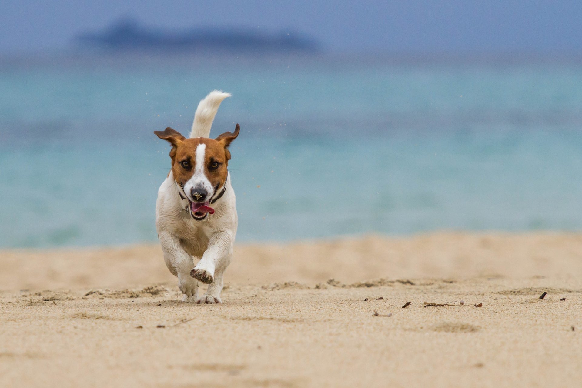 perro correr playa mar