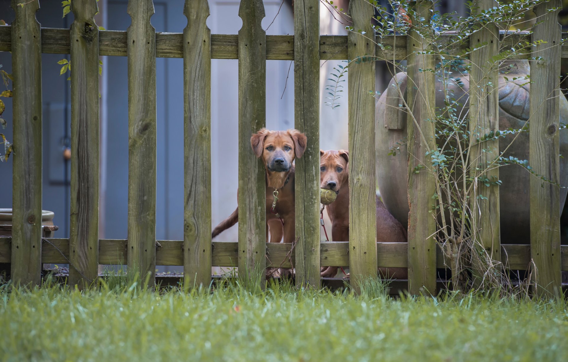 zwei hunde zaun