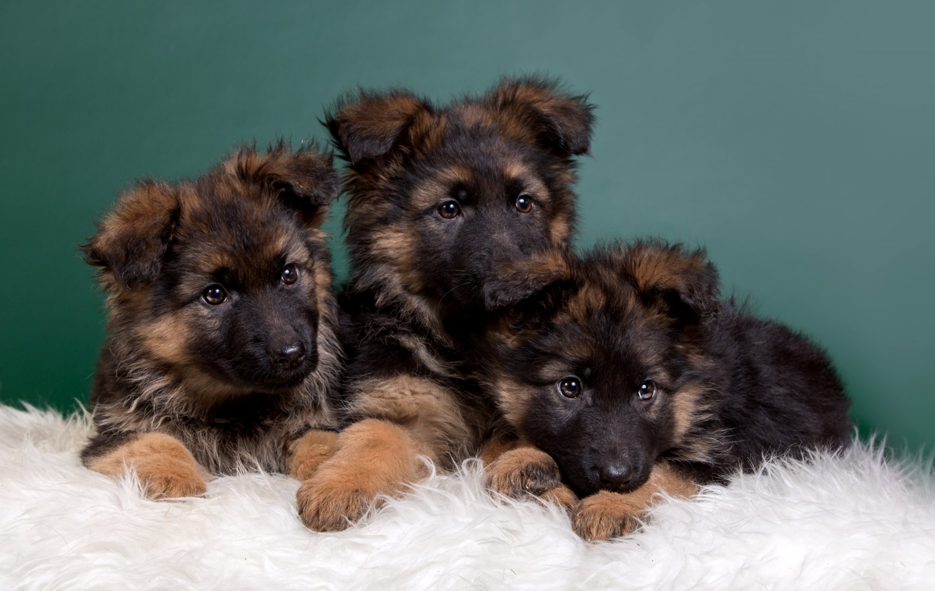 chiens de berger chiots trio tout-petits