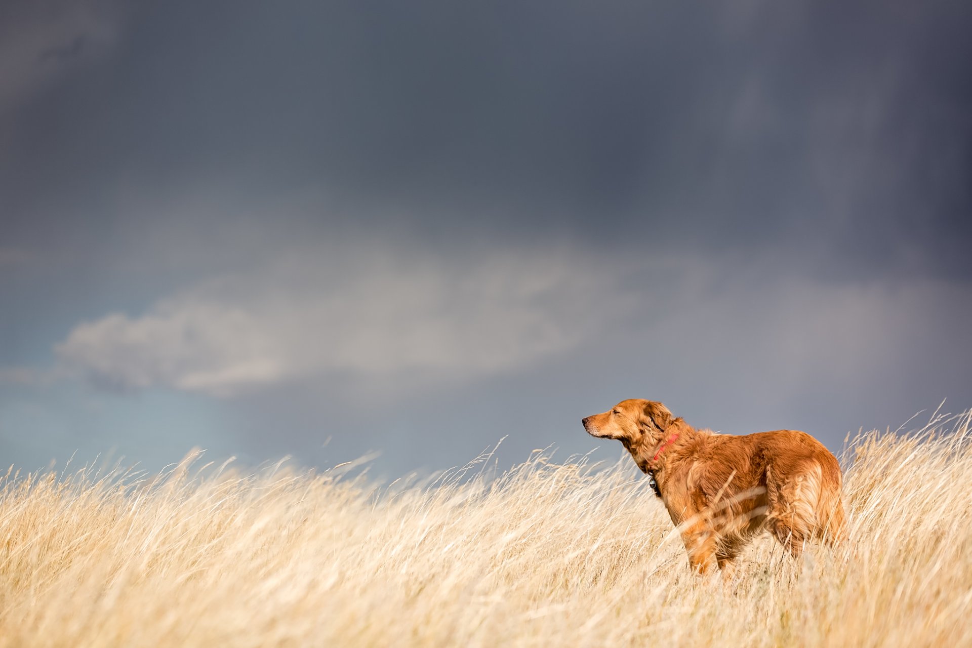 cane sguardo amico