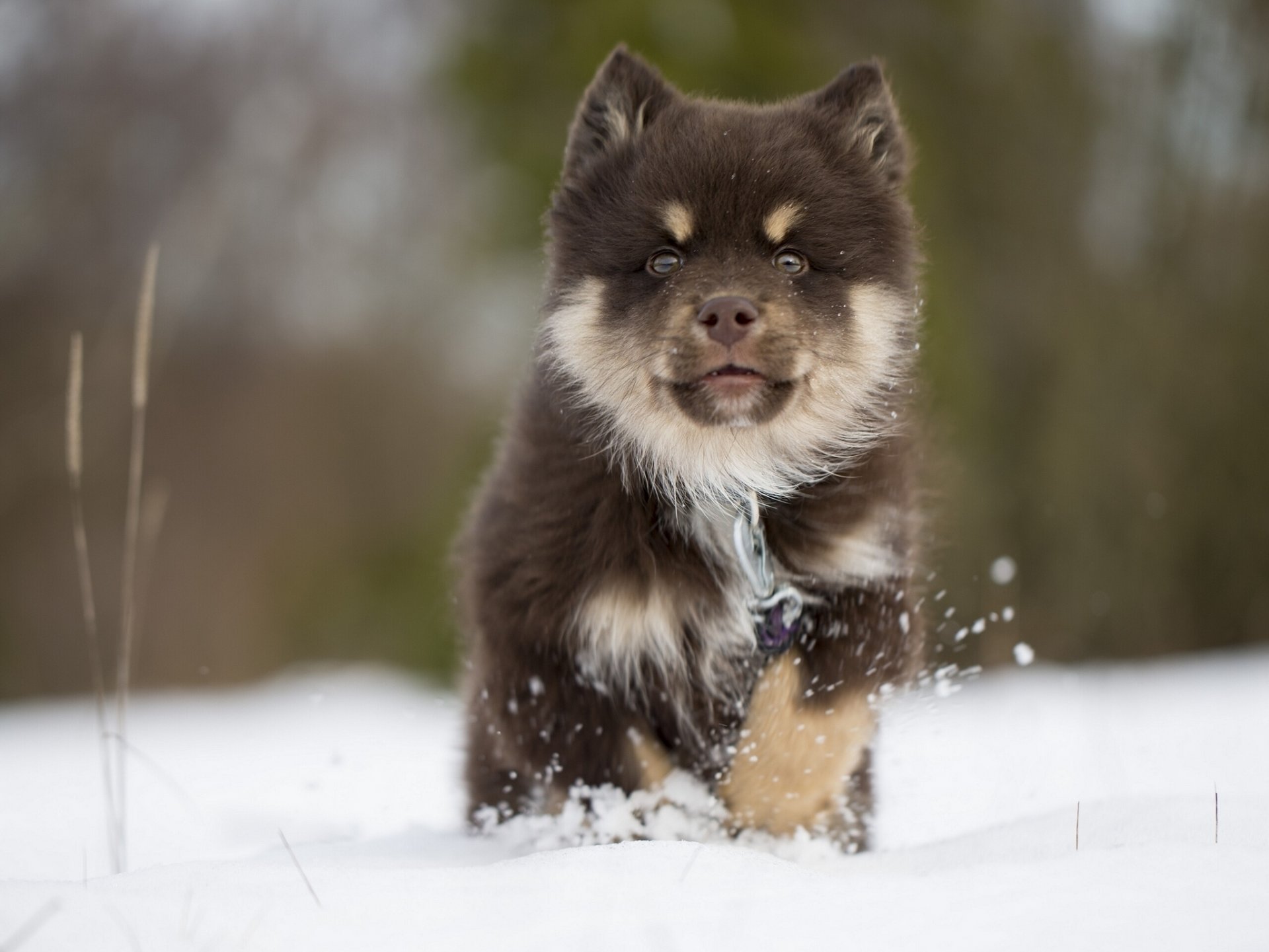 lapphund finlandés laika lopar finlandesa perro cachorro invierno nieve