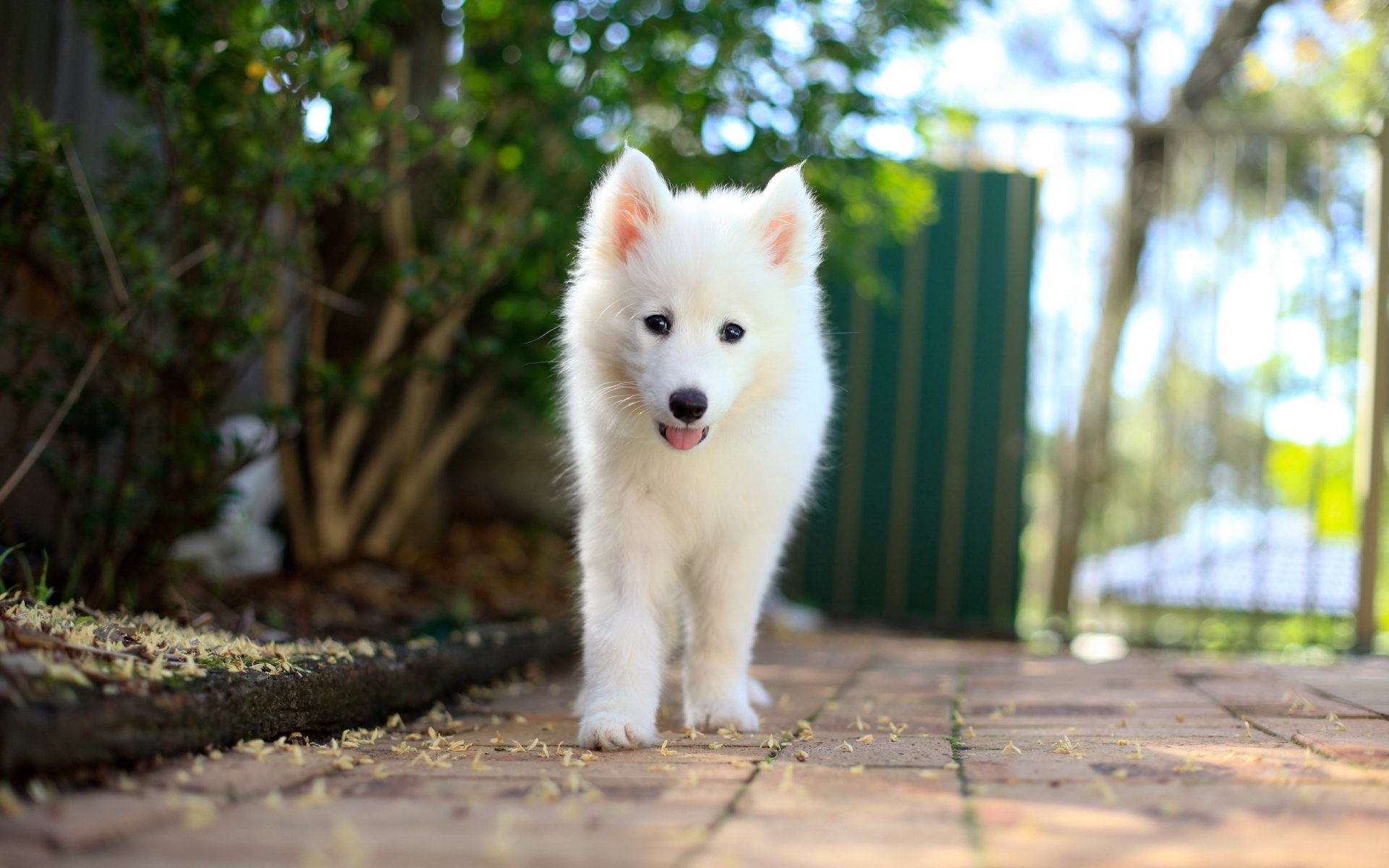 chiot samoyède chien ami