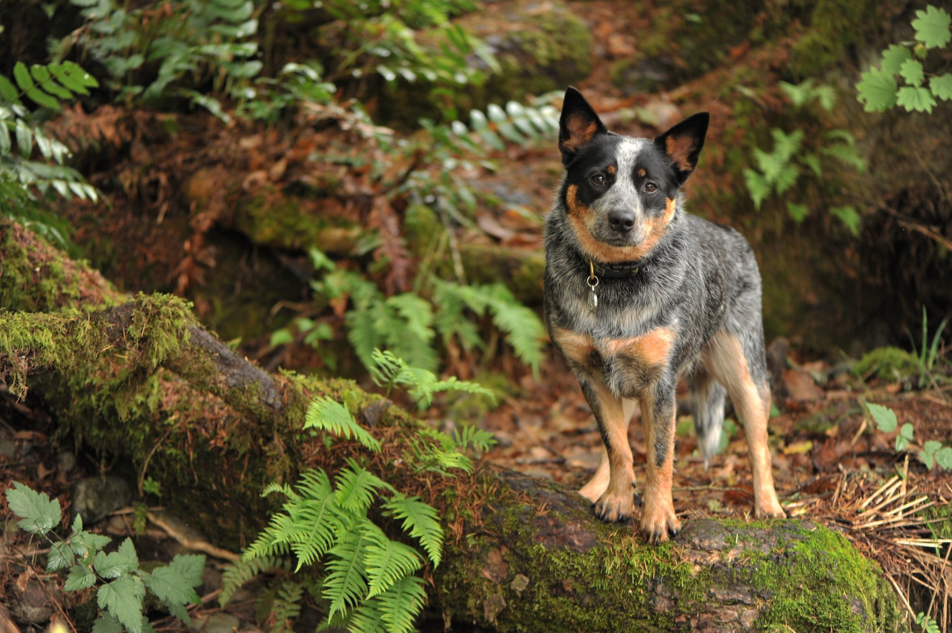 hund blick freund