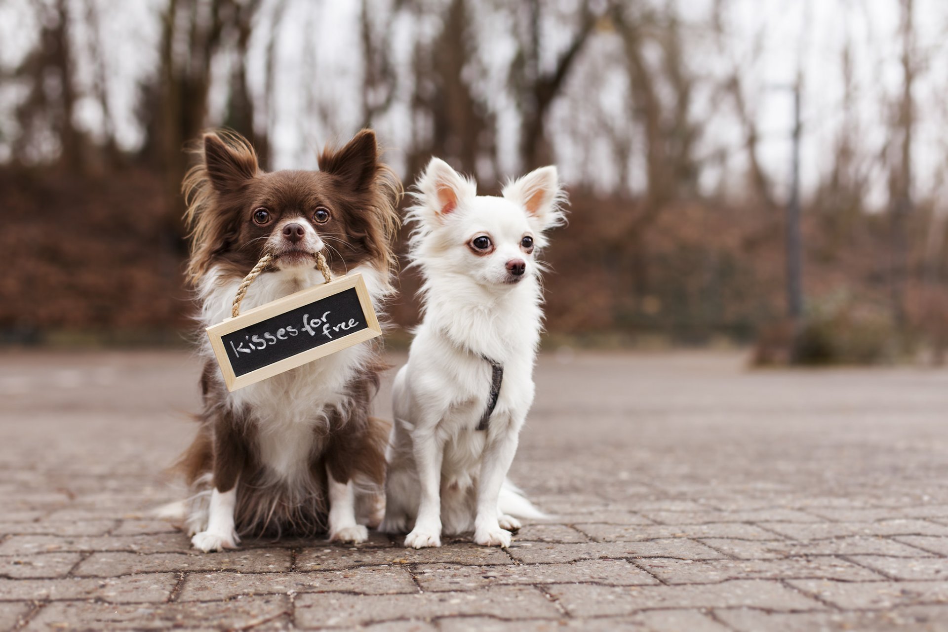 chihuahua hunde zwei freunde schild inschrift straße