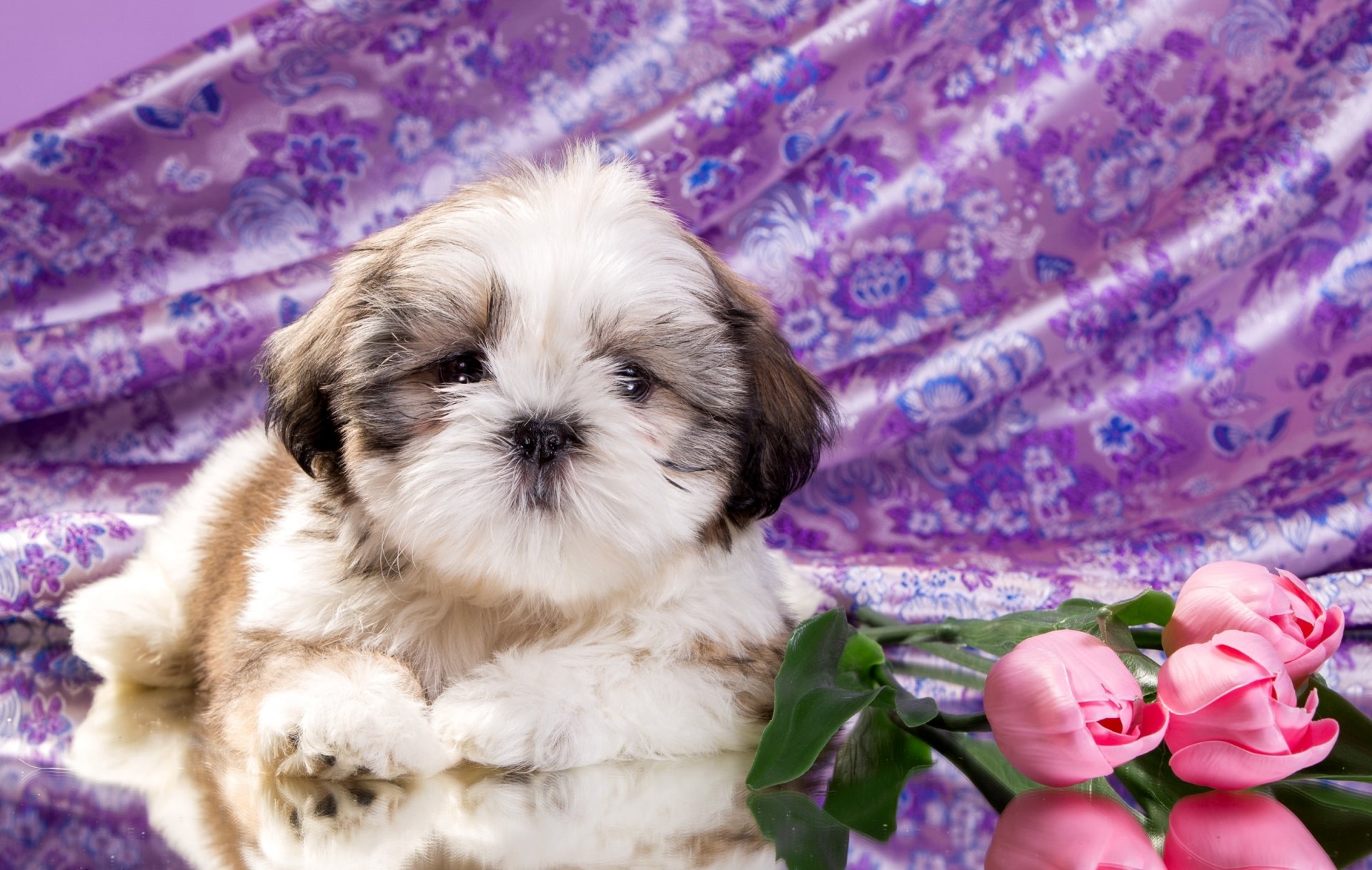 chiot fleurs shih tzu