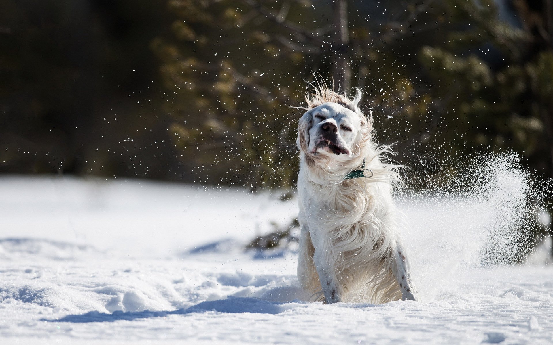 perro amigo nieve