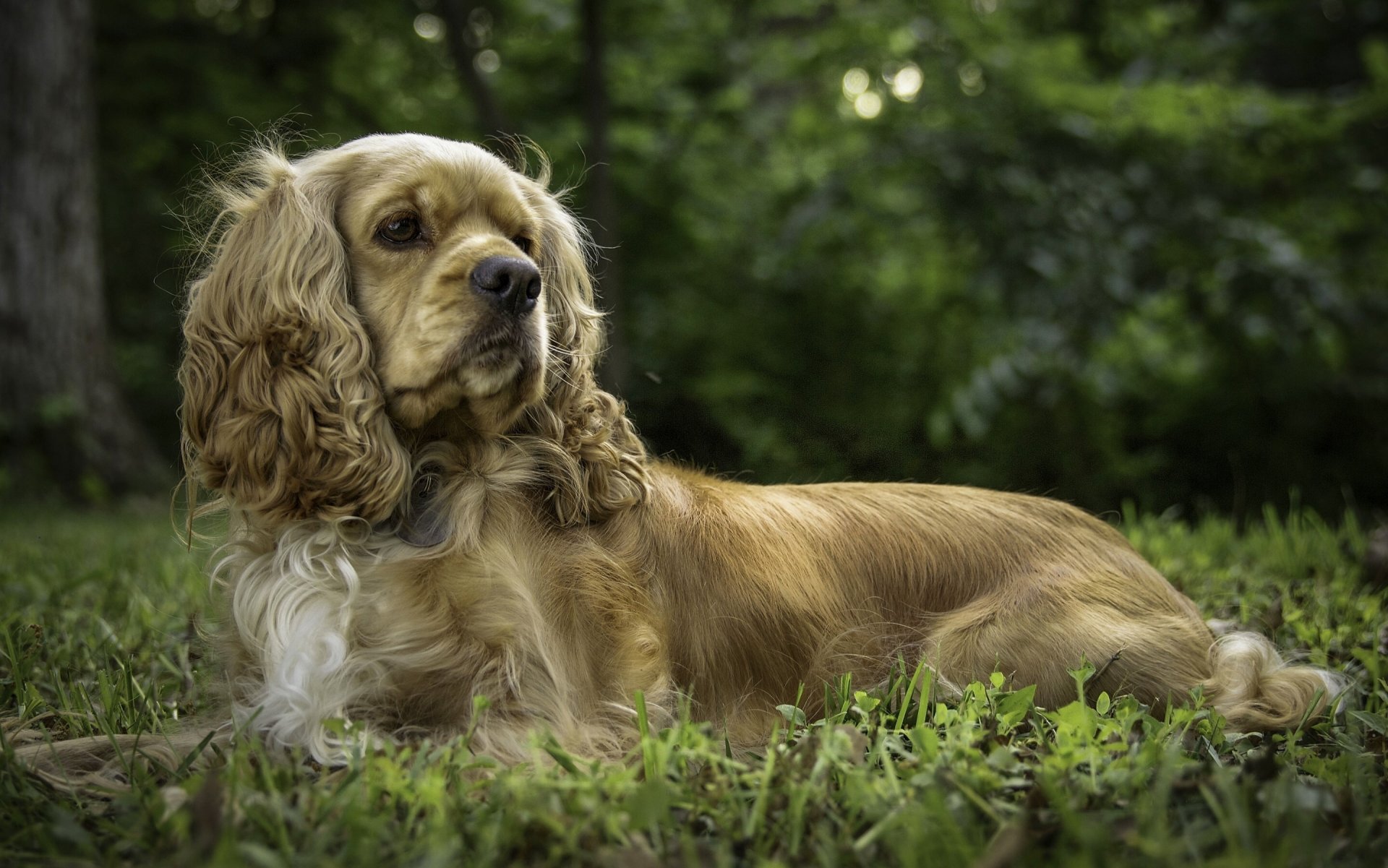 cocker spaniel chien posant