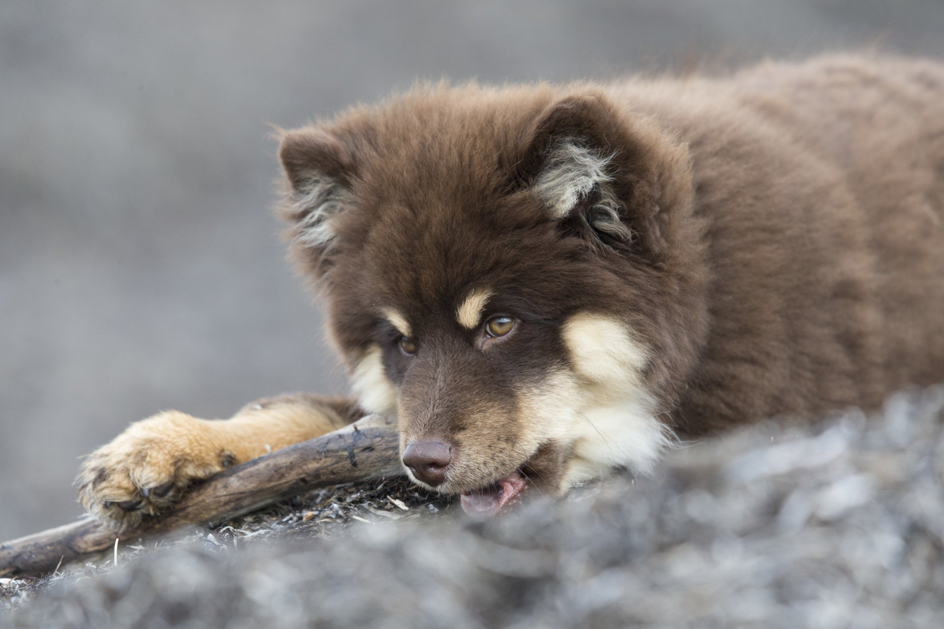 chien regard ami