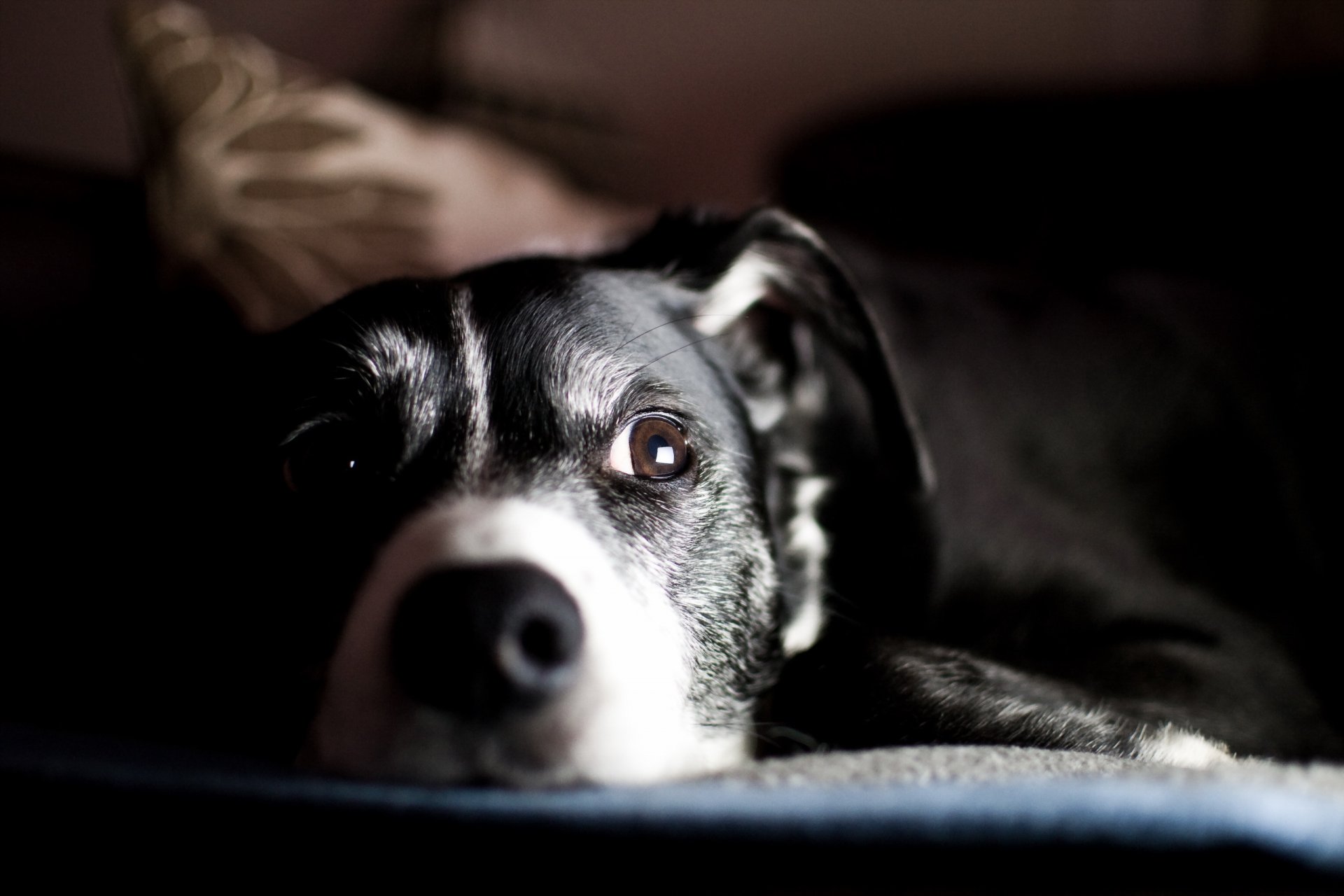 chien regard ami