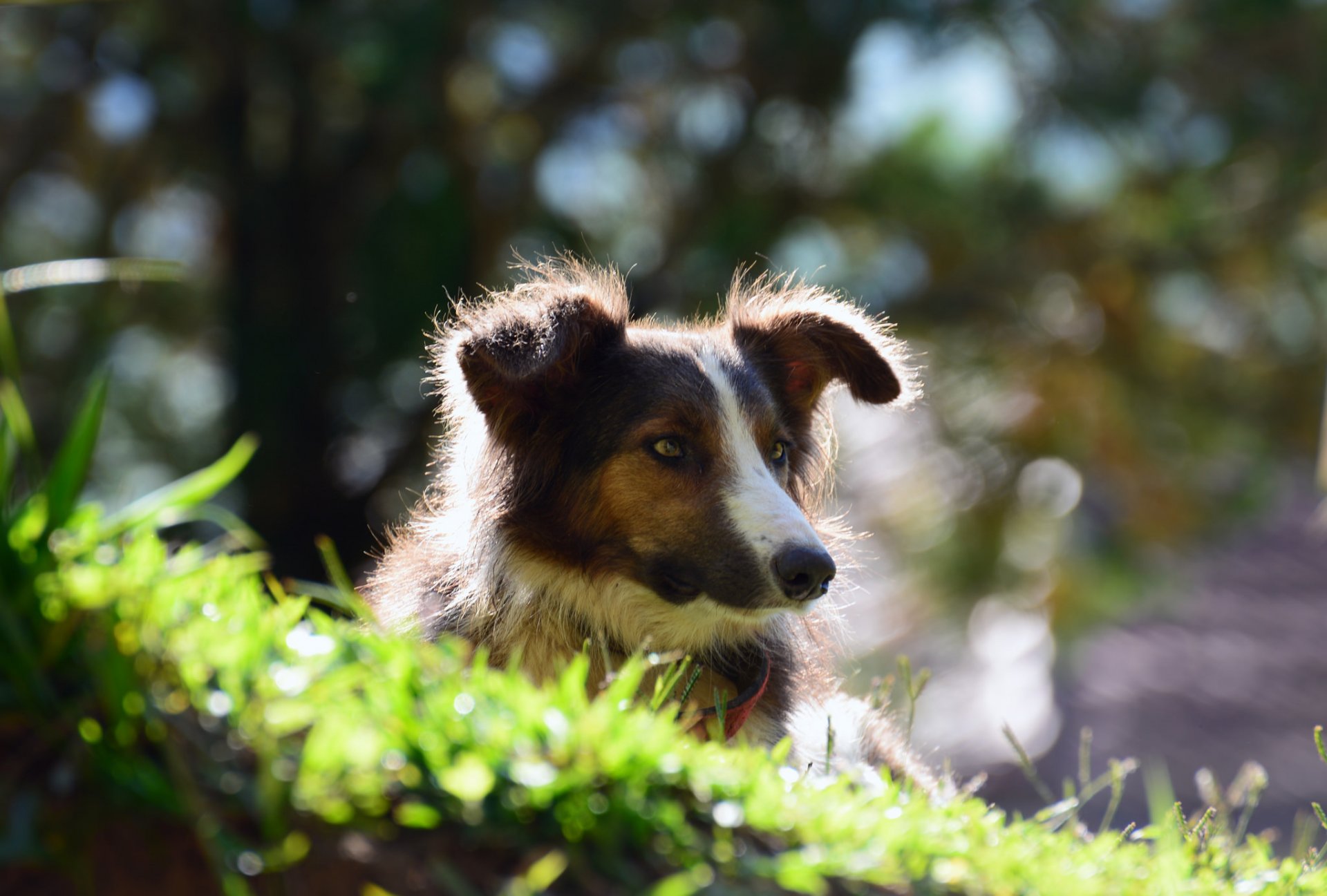 dog face view