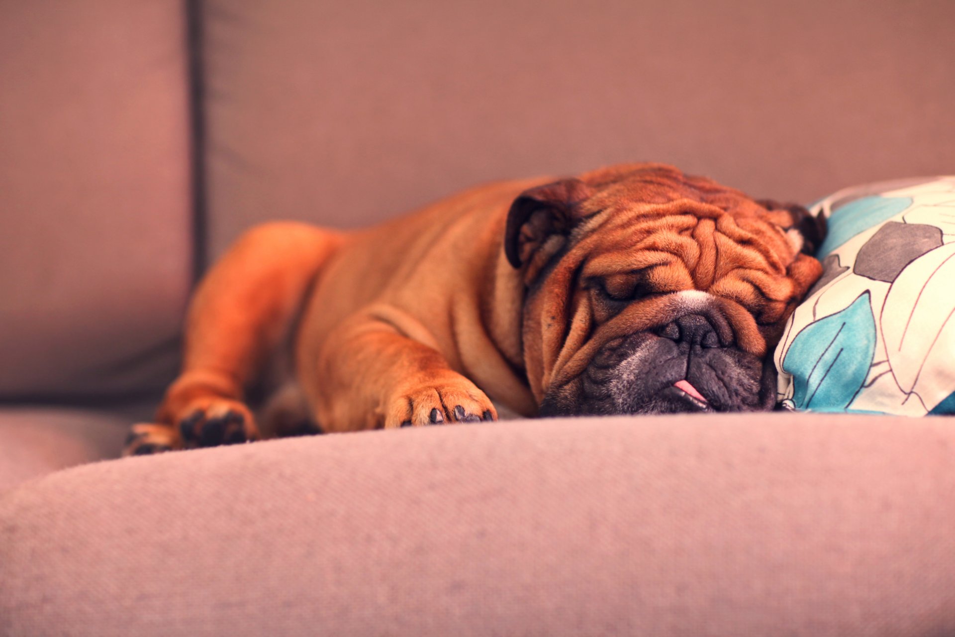 chiot bouledogue français bouledogue