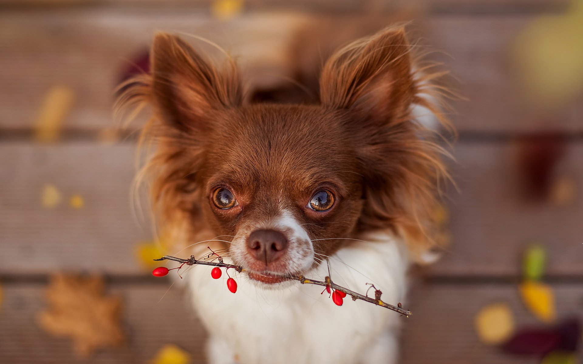 chien regard ami