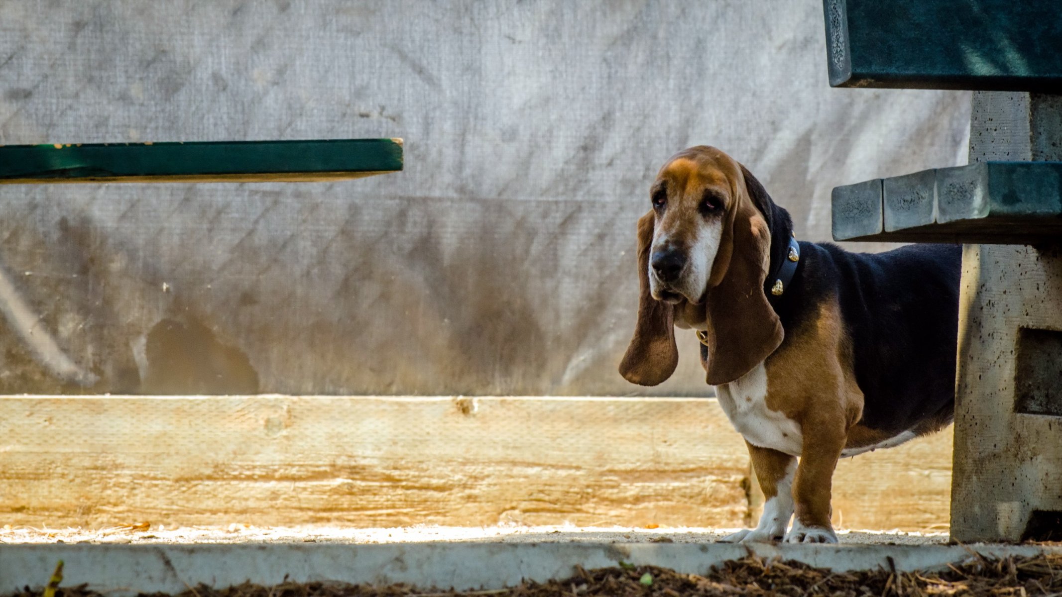 pies spojrzenie przyjaciel basset