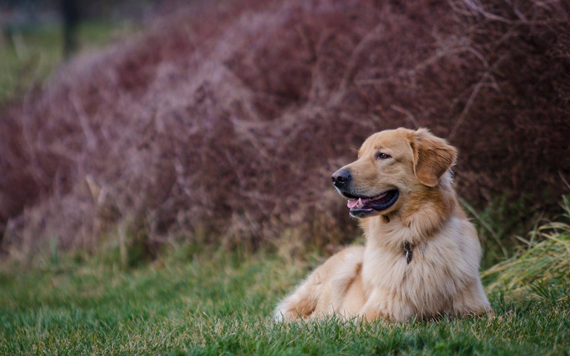 golden retriever golden retriever pies wypoczynek