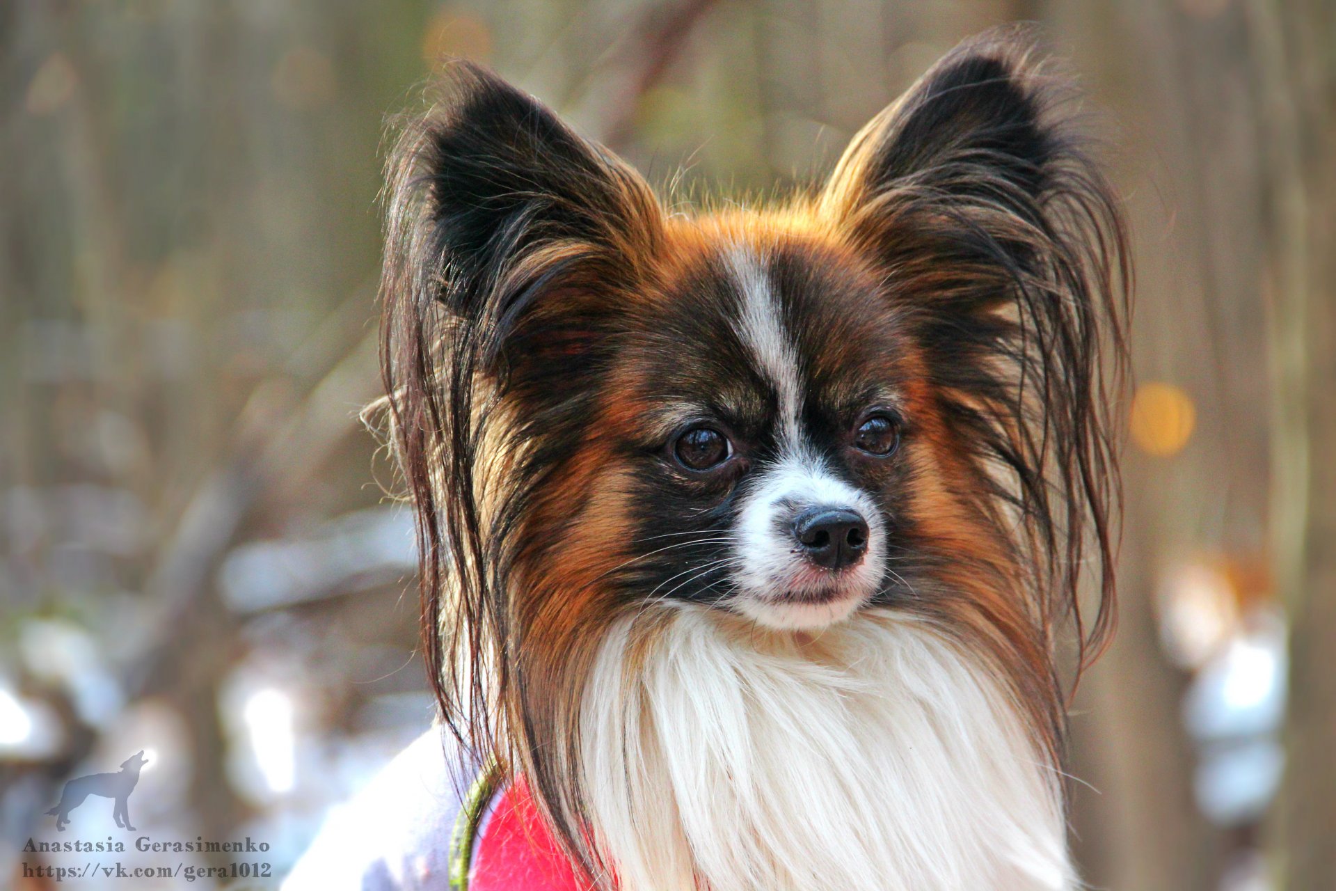 dog papillon cutie male