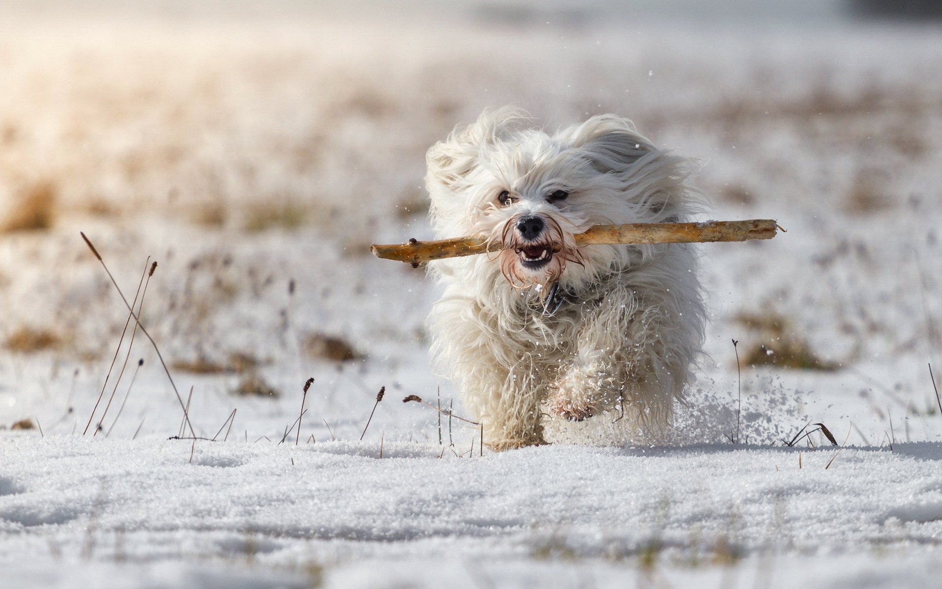 chien ami vue hiver