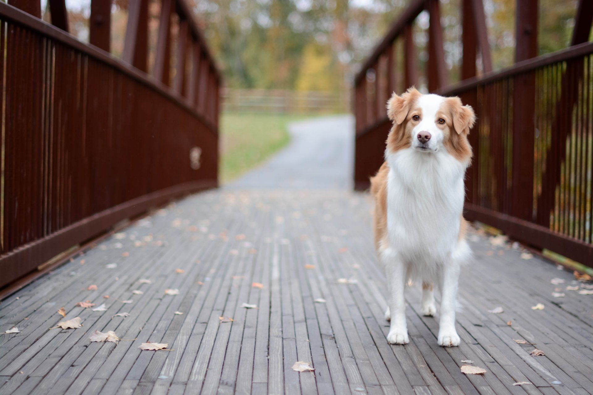 chien regard ami