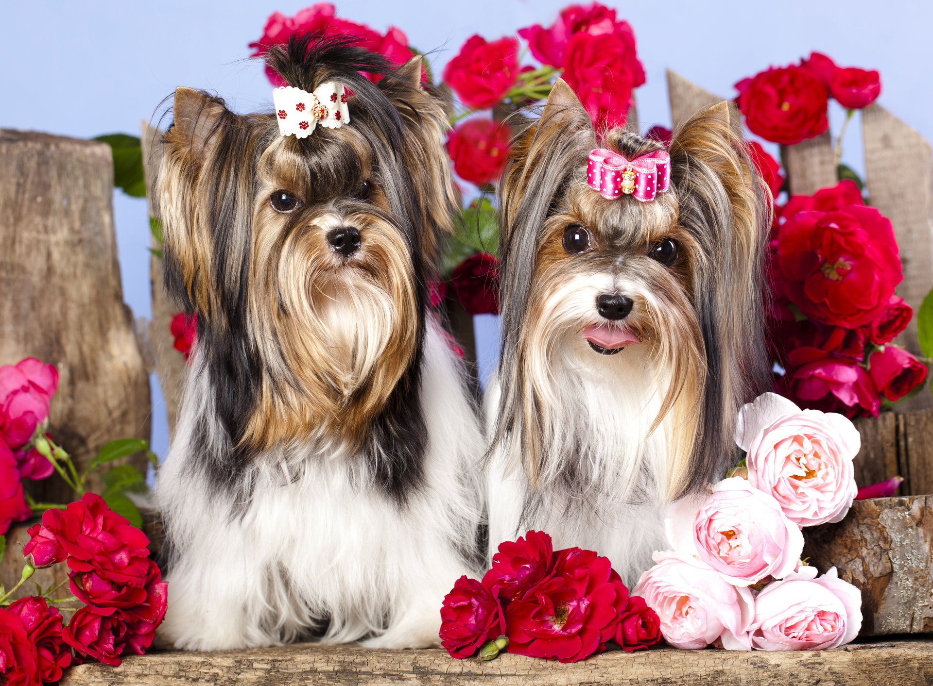 perros niñas horquilla arco flores rosas