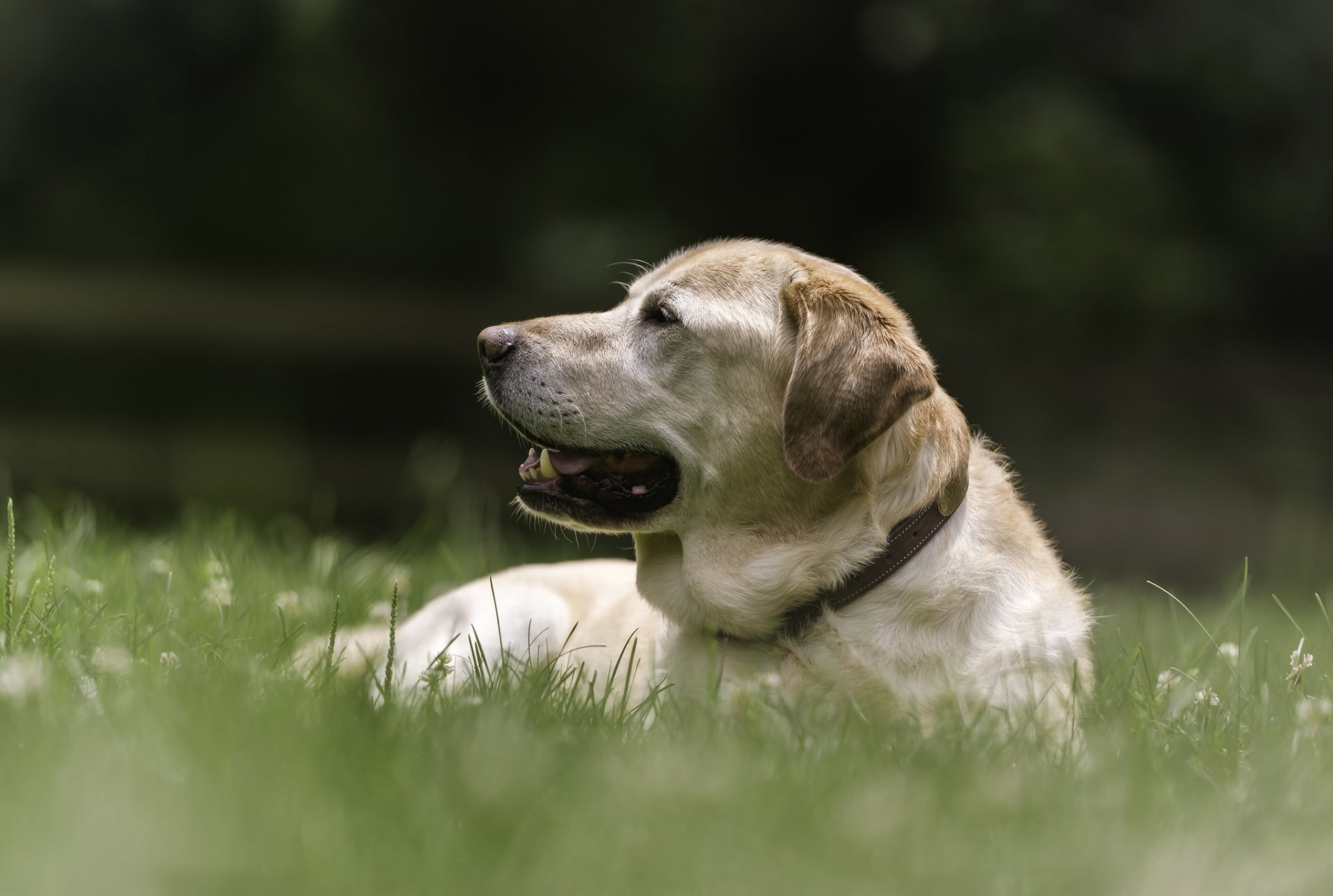 labrador retriever chien repos herbe